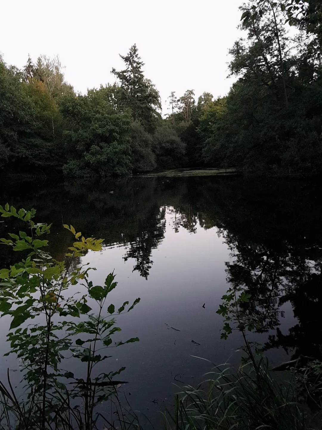 Природный пейзаж Заповедника Ам Штадтвальдзе с озером и зеленью