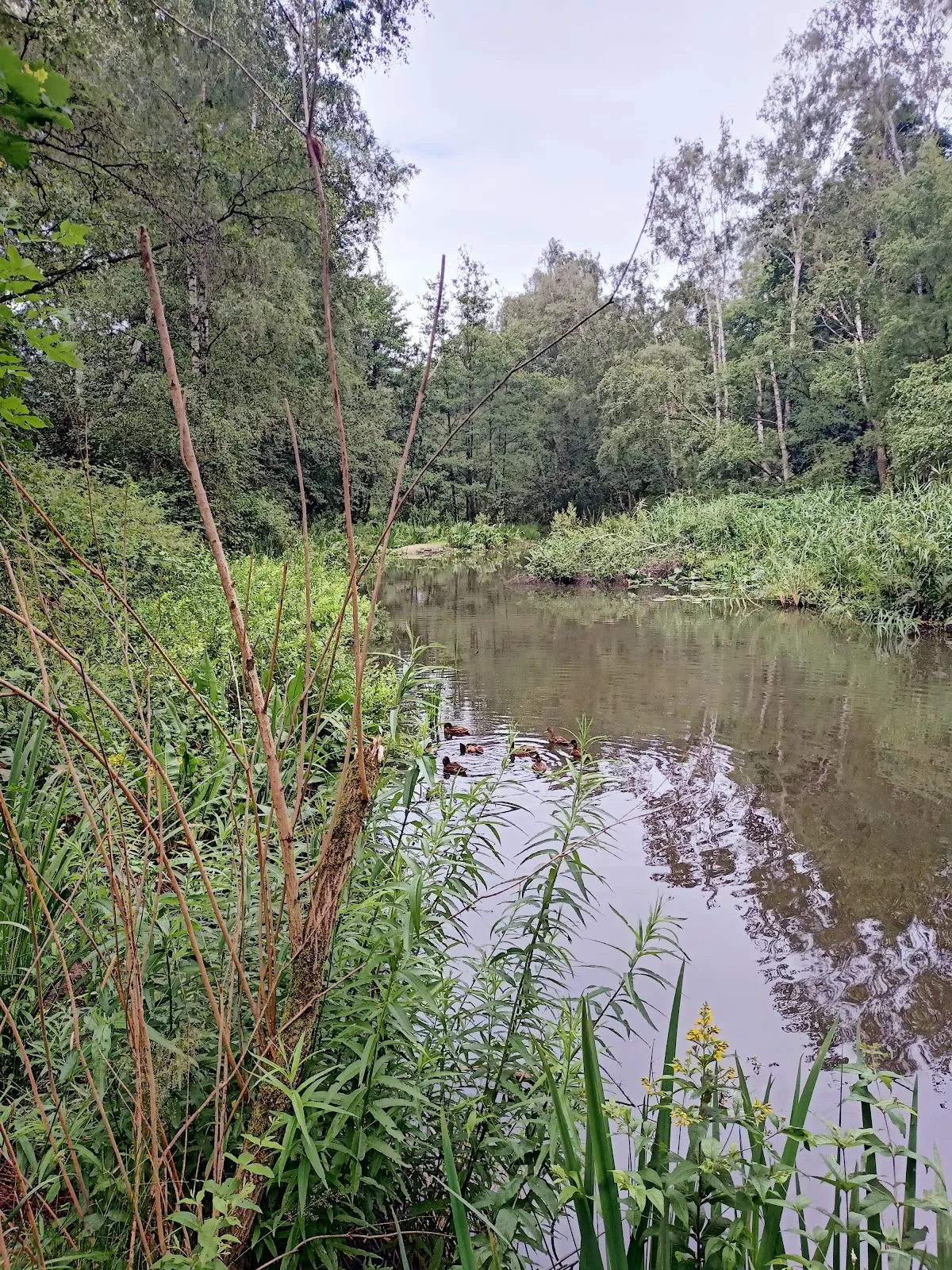 Природный пейзаж Заповедника Ам Штадтвальдзе с озером и зеленью