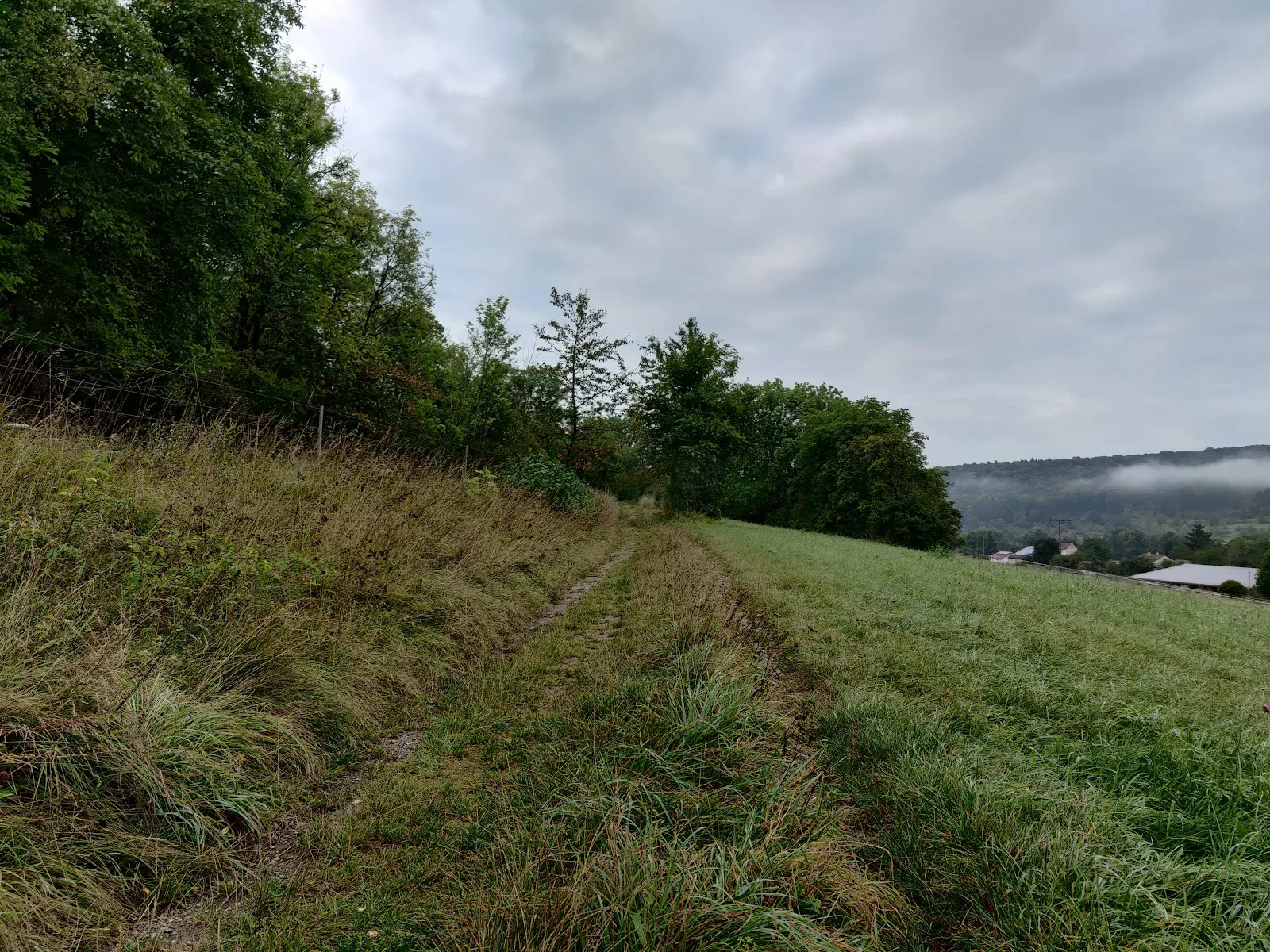 Ландшафт заповедника Миттельберг с деревьями и травой