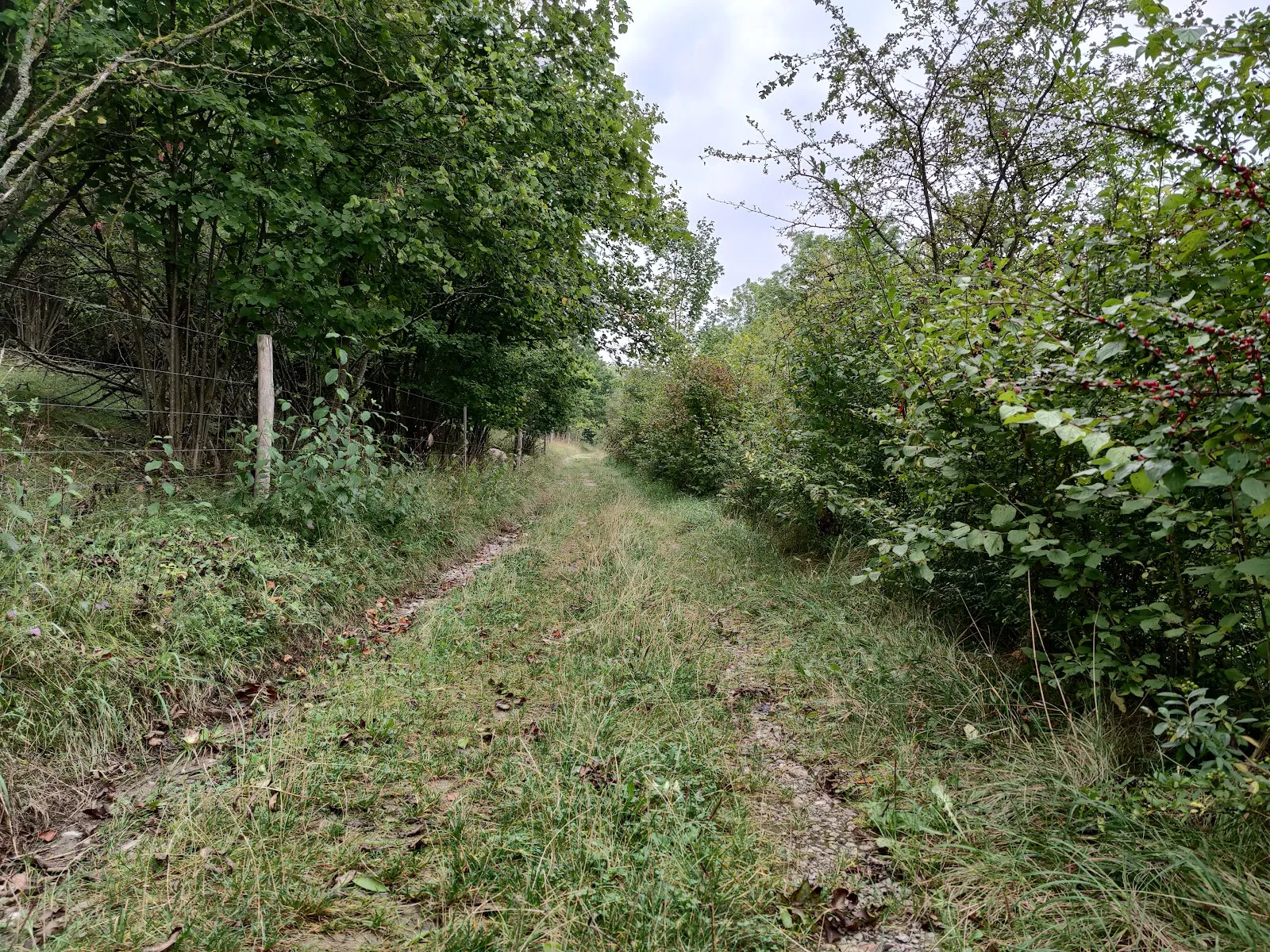 Ландшафт заповедника Миттельберг с деревьями и травой