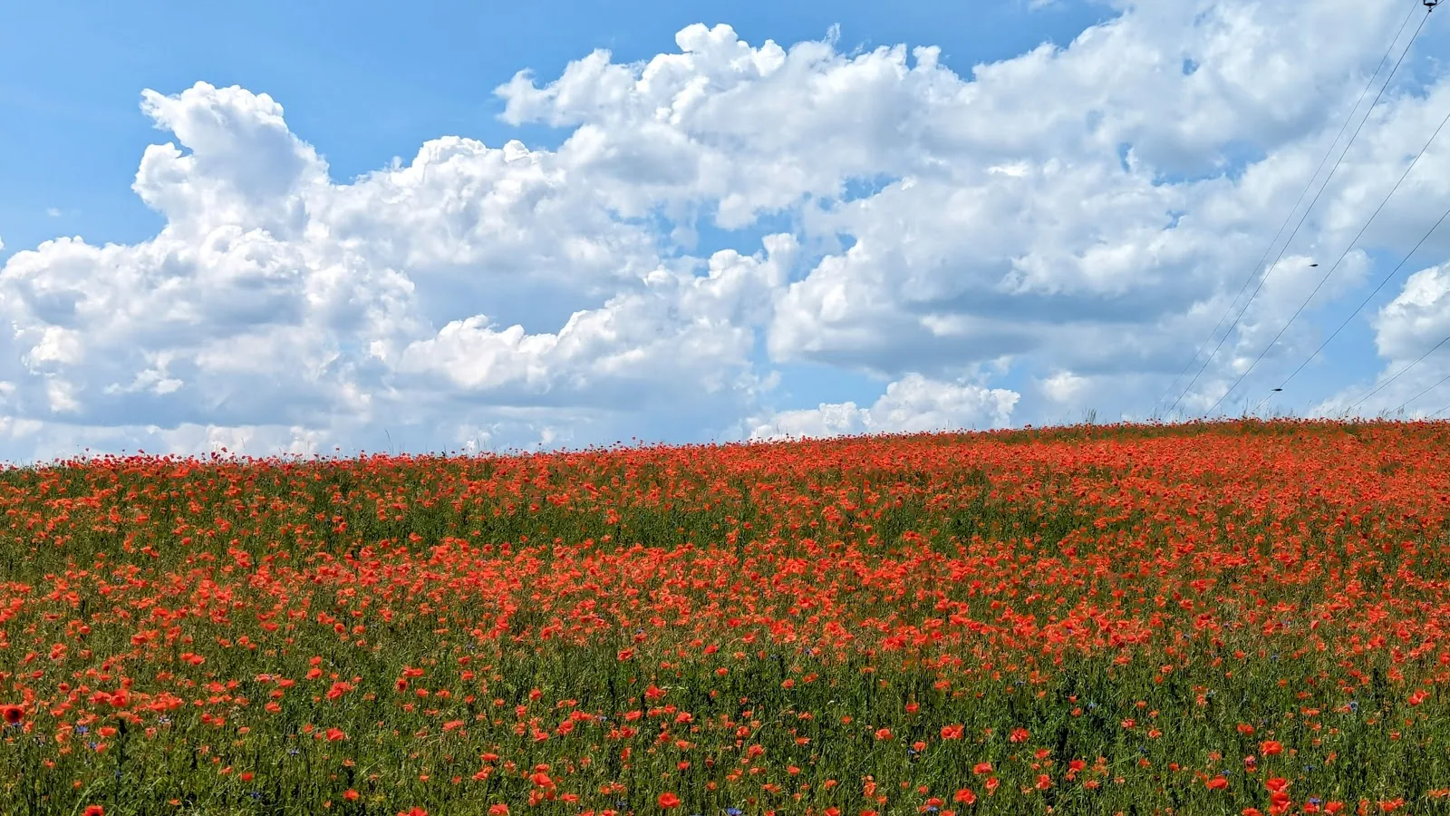 Ландшафт заповедника Нонненхоф с деревьями и полянами