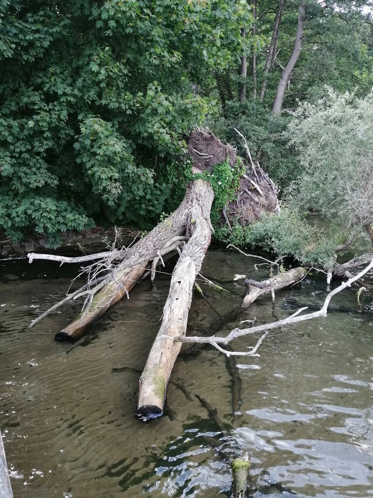 Ландшафт заповедника Нонненхоф с деревьями и полянами
