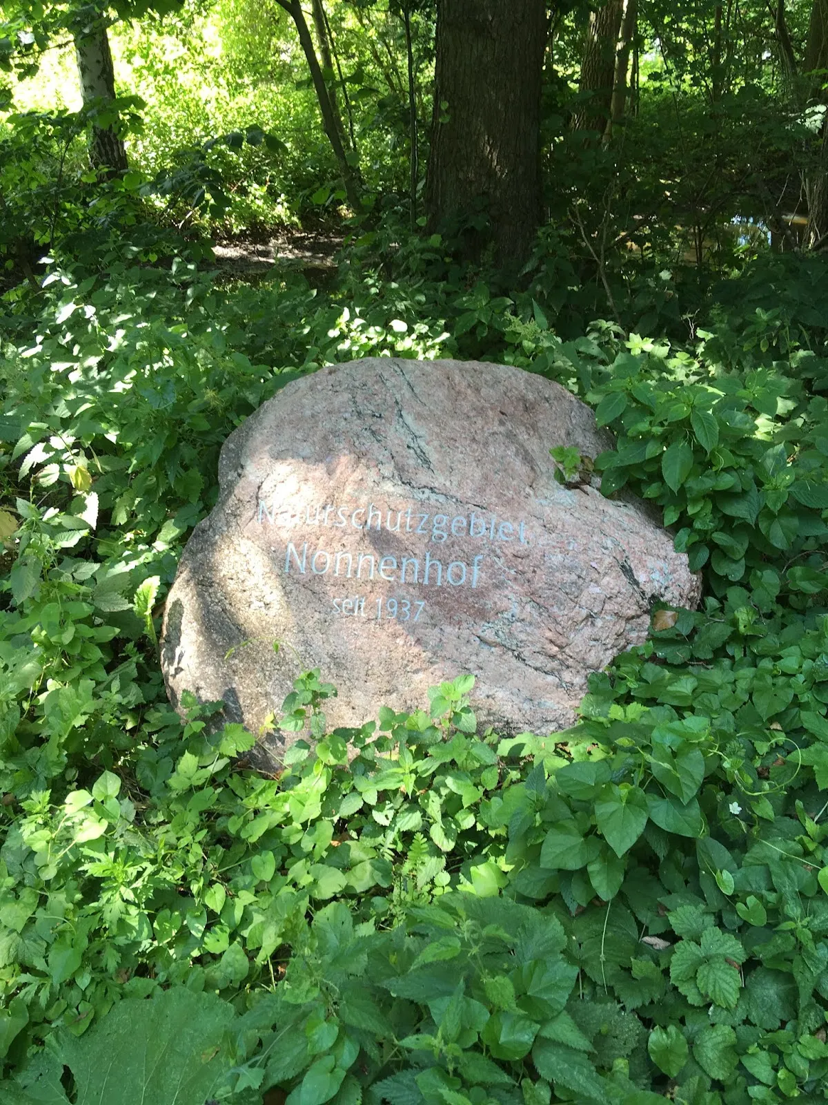 Ландшафт заповедника Нонненхоф с деревьями и полянами