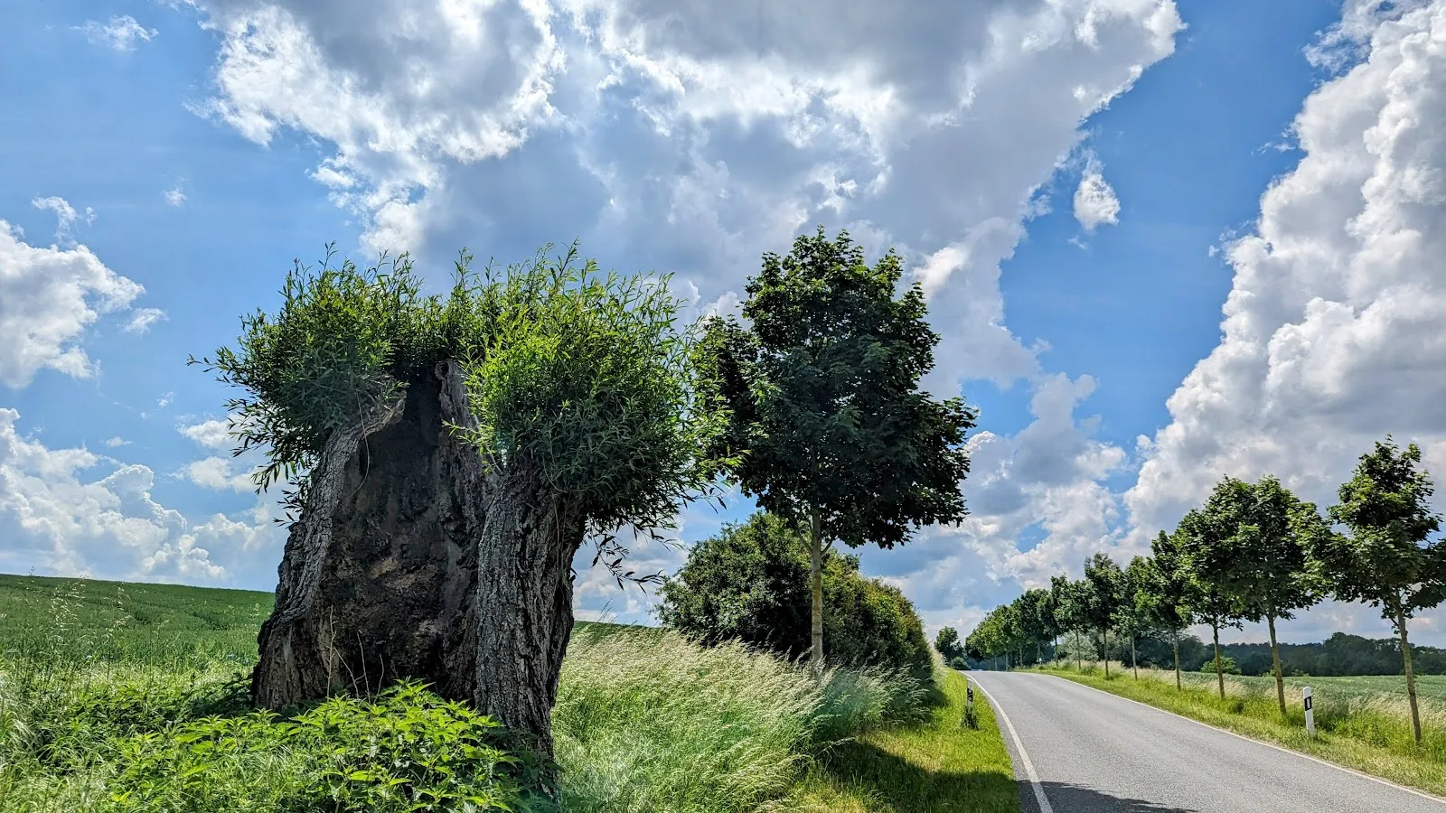 Ландшафт заповедника Нонненхоф с деревьями и полянами
