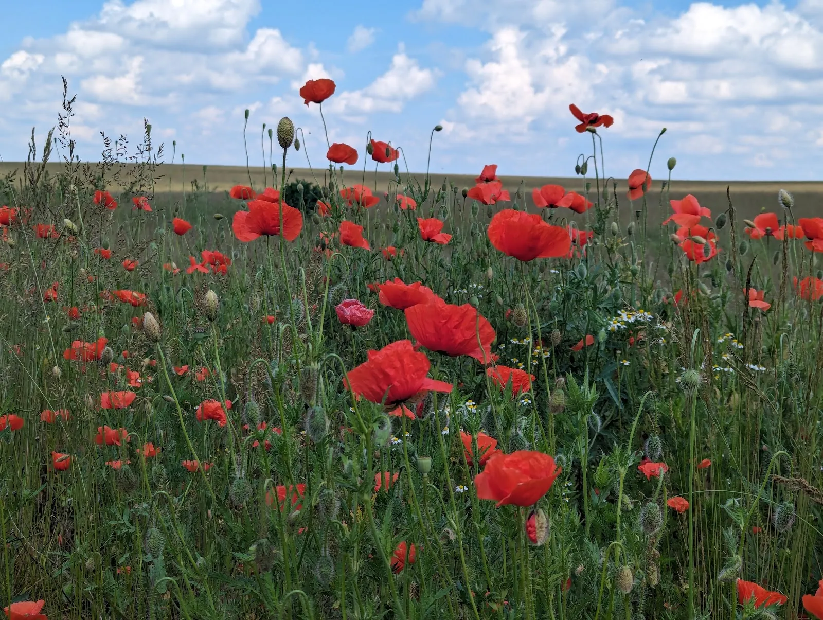 Ландшафт заповедника Нонненхоф с деревьями и полянами