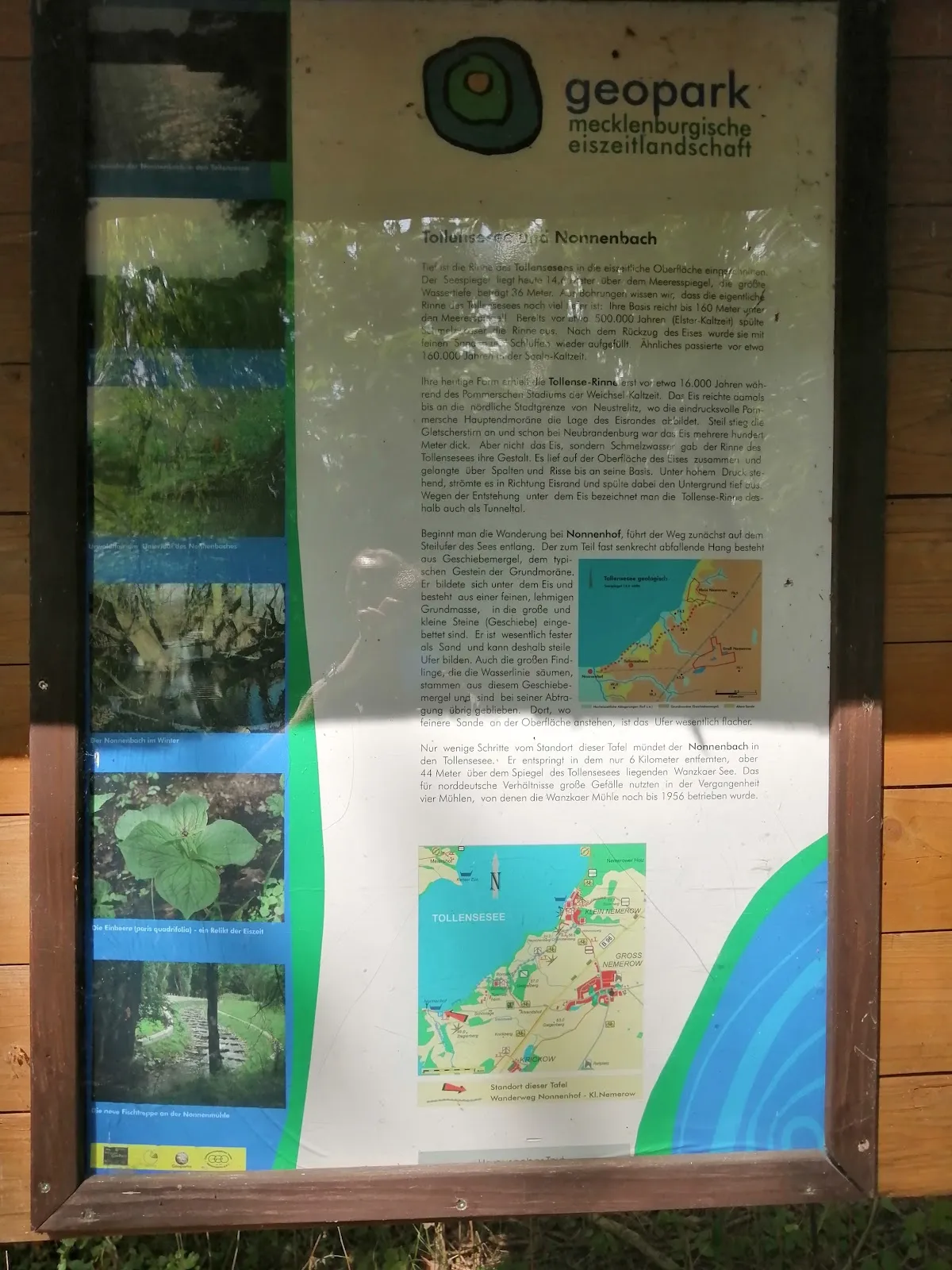 Ландшафт заповедника Нонненхоф с деревьями и полянами