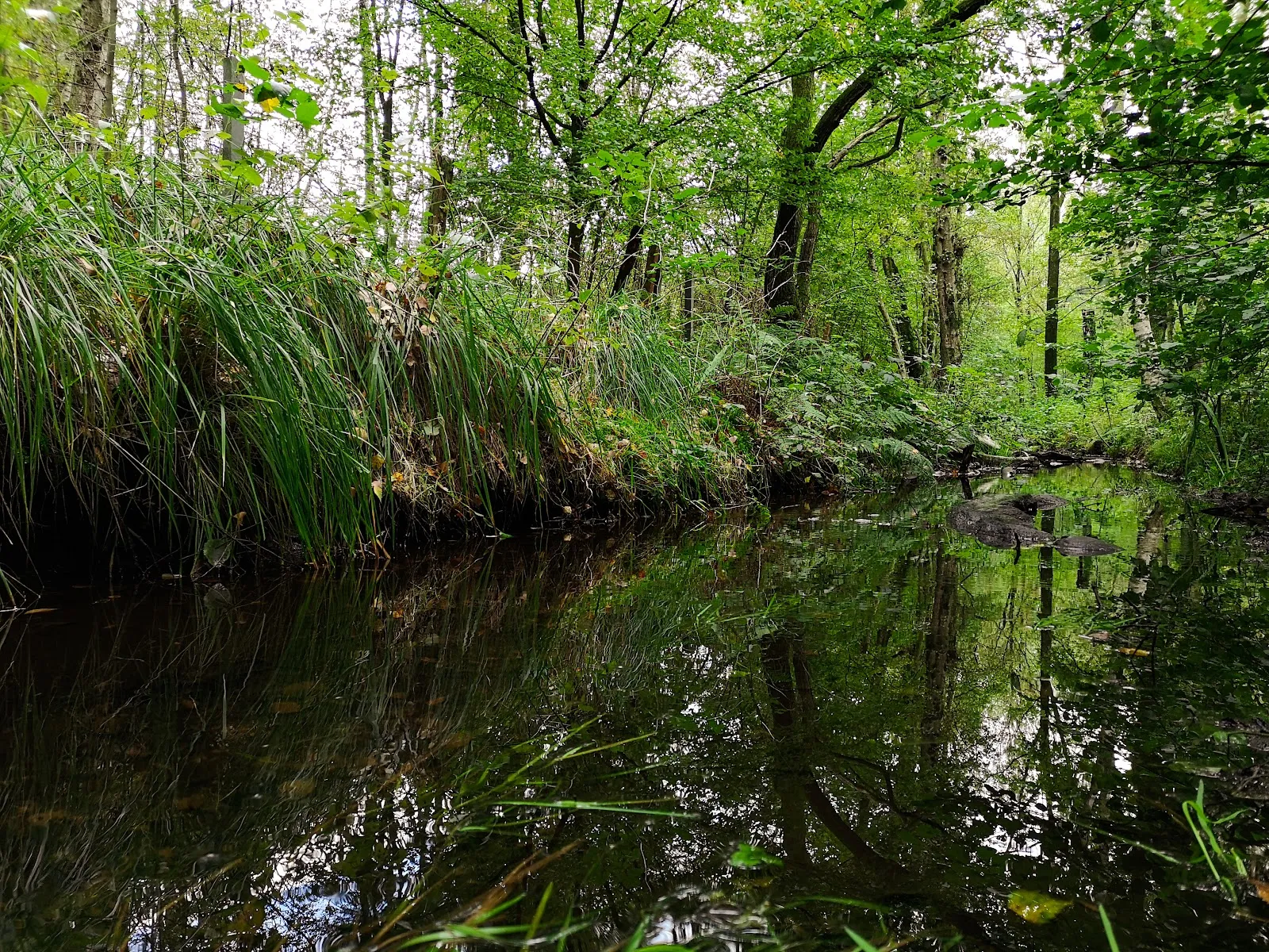 Природный пейзаж Заповедника Раакмор с болотами и растительностью.