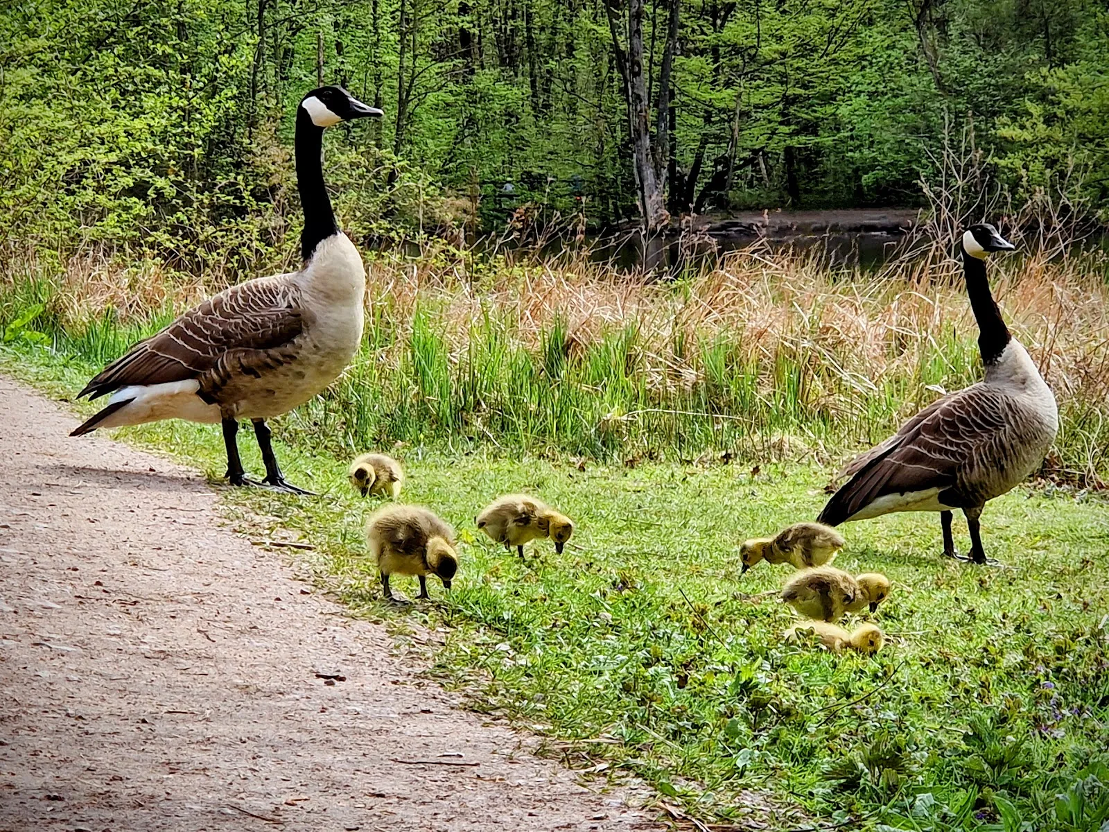 Природный пейзаж Заповедника Раакмор с болотами и растительностью.