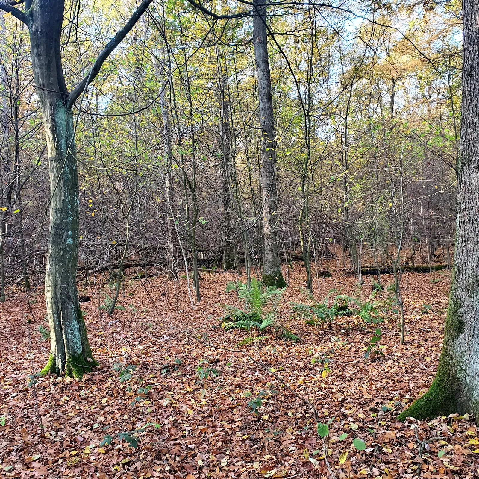 Природный пейзаж Заповедника Раакмор с болотами и растительностью.
