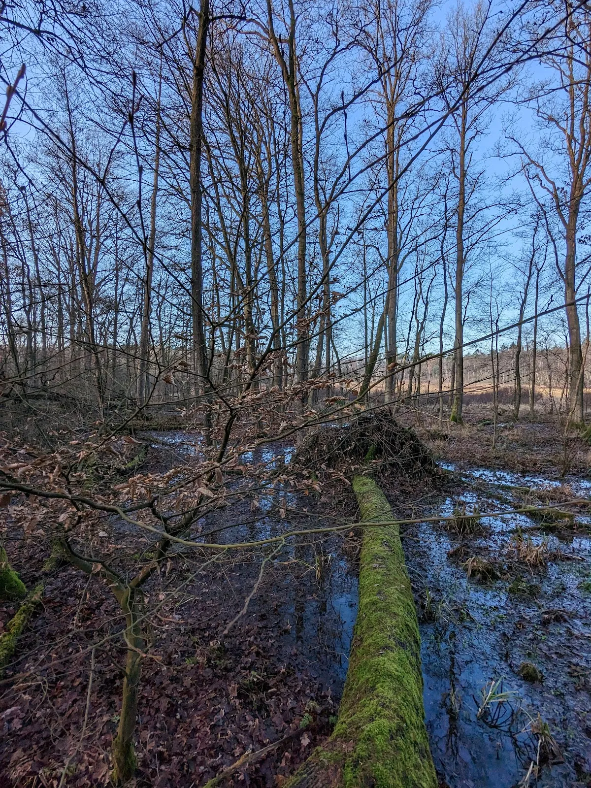 Природный пейзаж Заповедника Раакмор с болотами и растительностью.