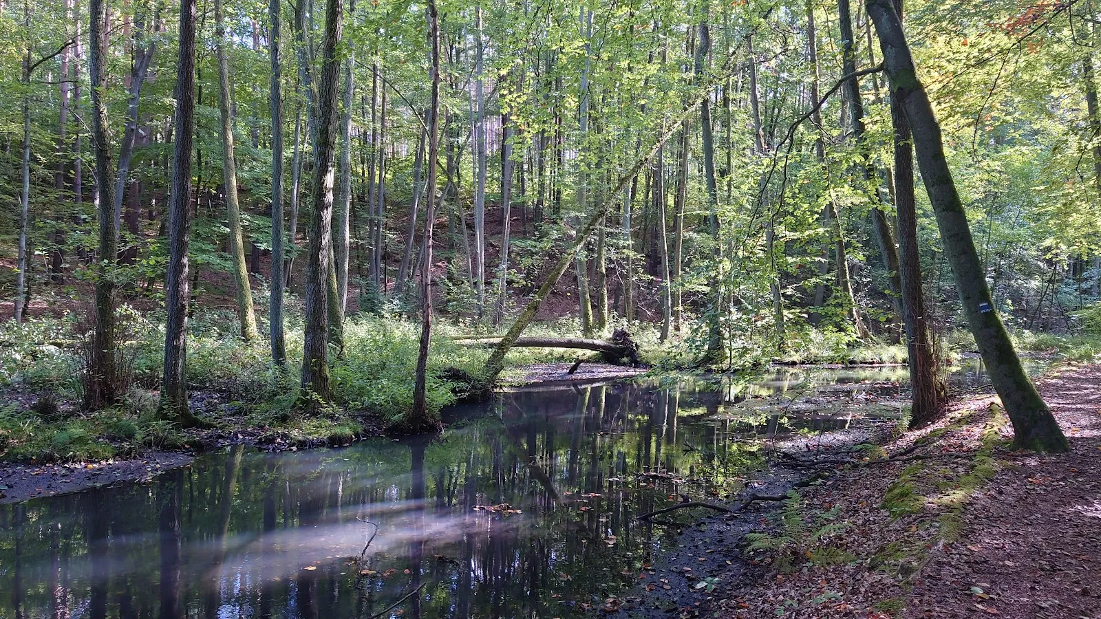 Природный заповедник Шлаубеталь с озером и лесом