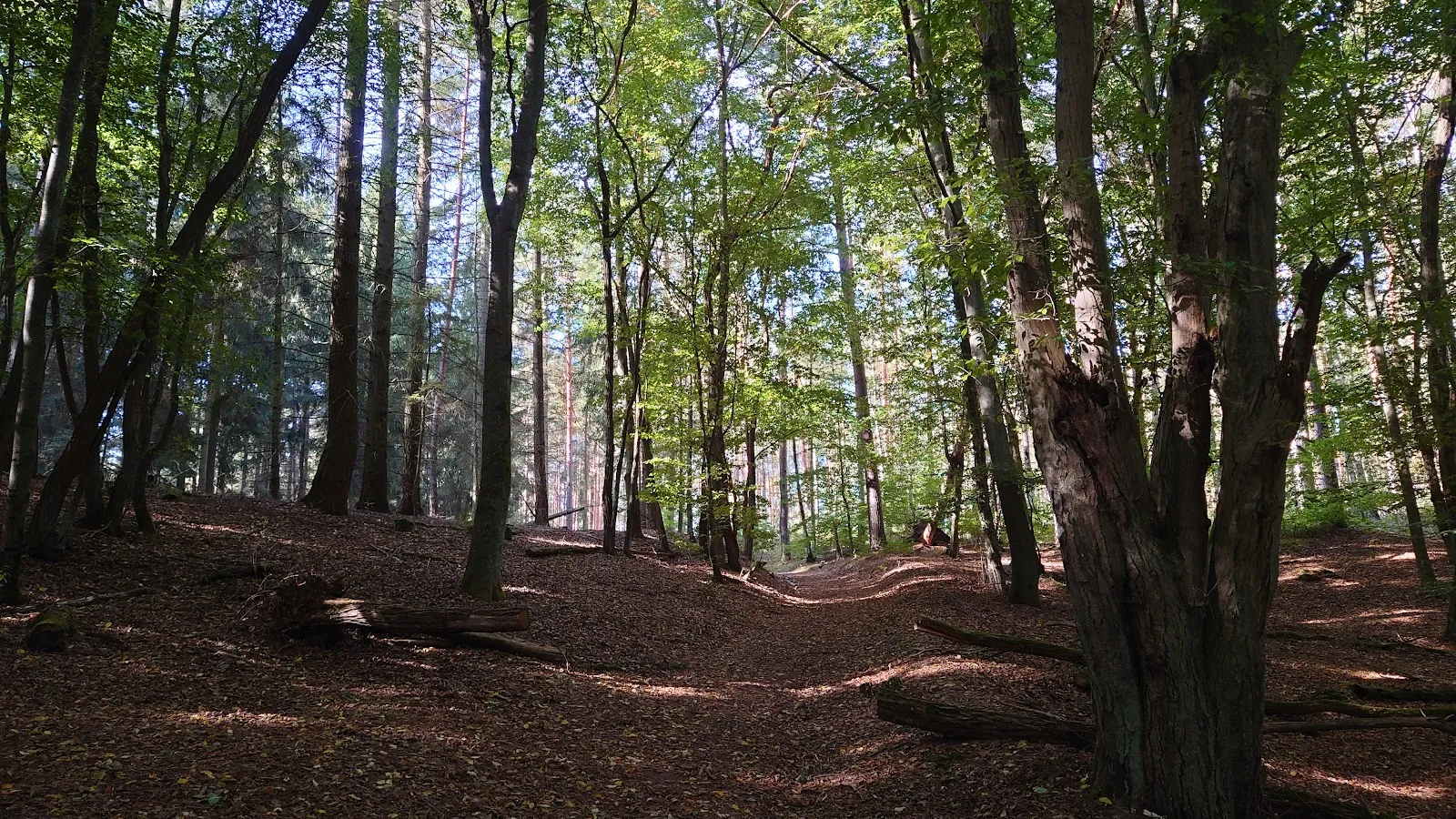 Природный заповедник Шлаубеталь с озером и лесом