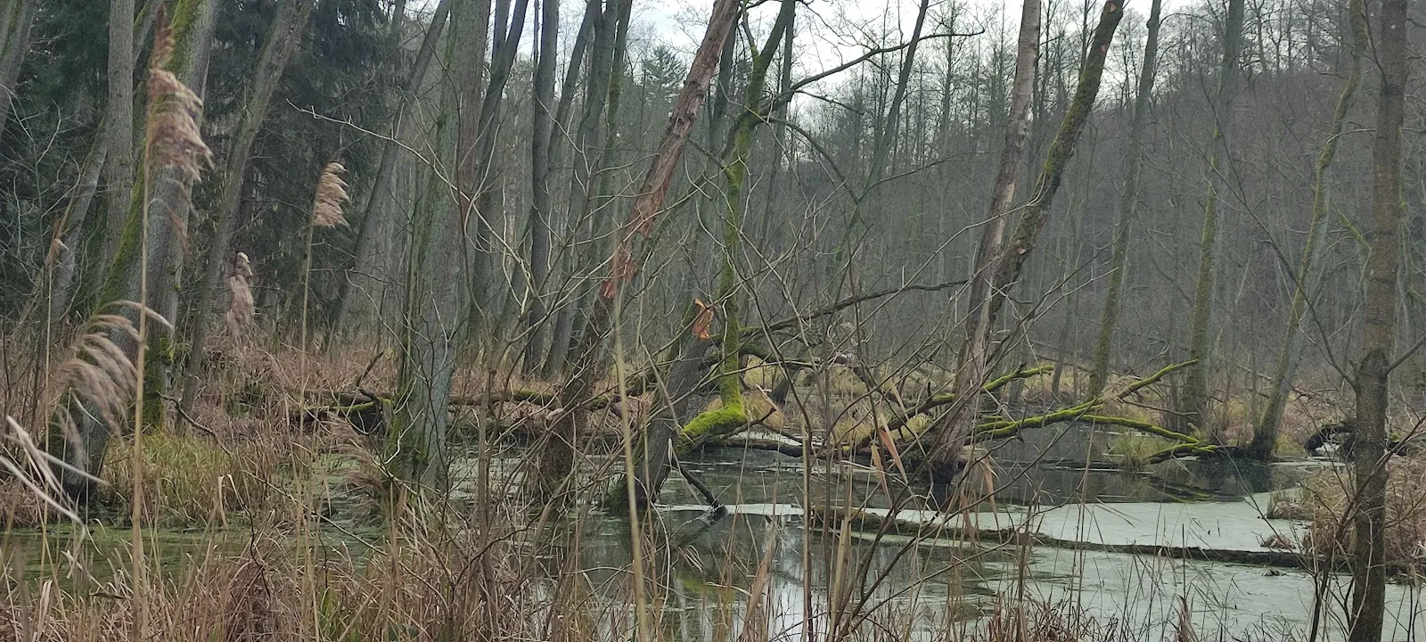 Природный заповедник Шлаубеталь с озером и лесом