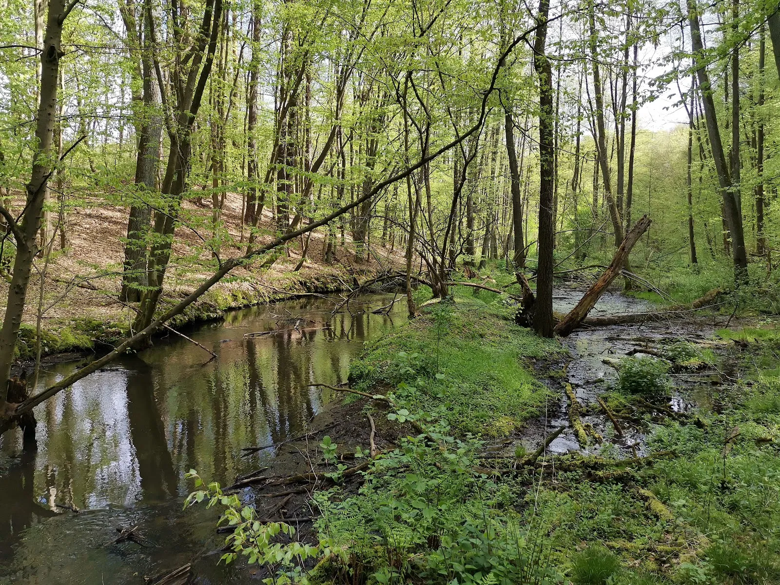 Природный заповедник Шлаубеталь с озером и лесом