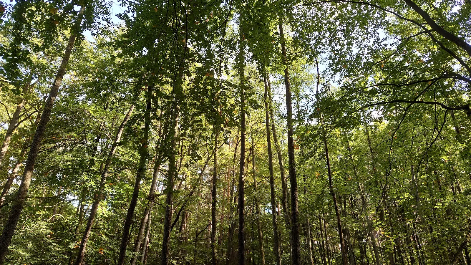 Природный заповедник Шлаубеталь с озером и лесом