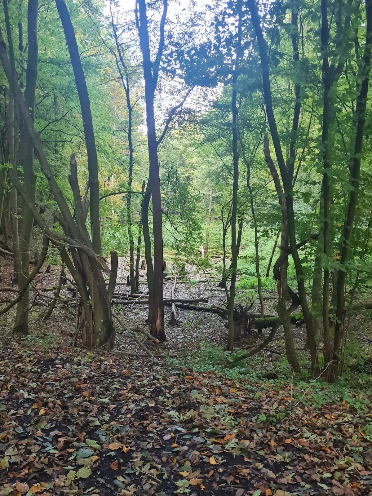 Вид на парк 