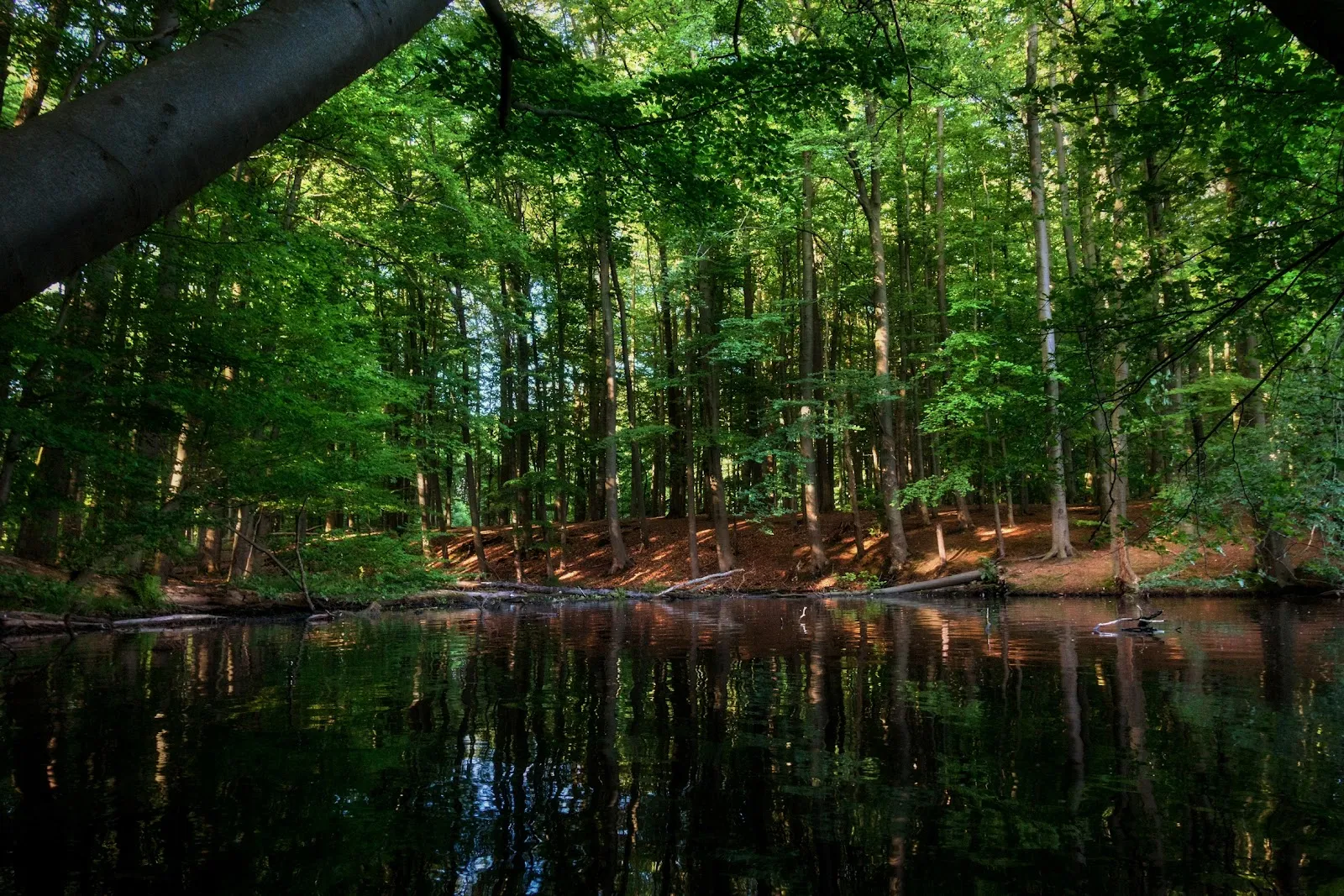 Вид на парк 