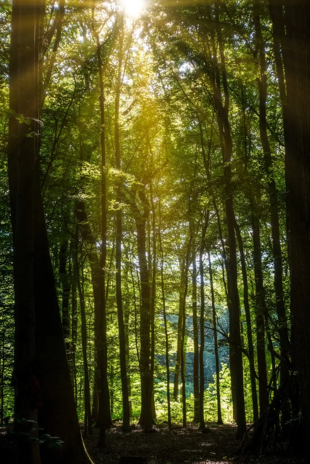 Вид на парк 