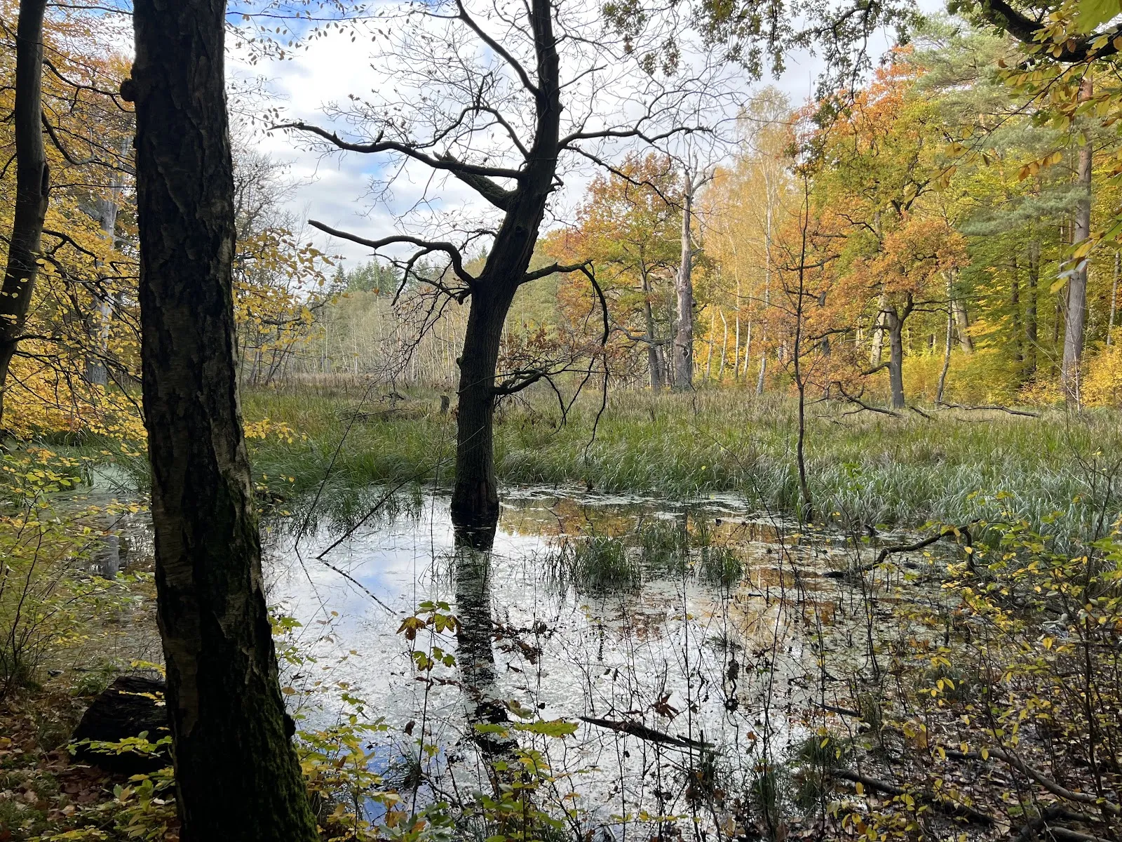 Затерянные в зелени