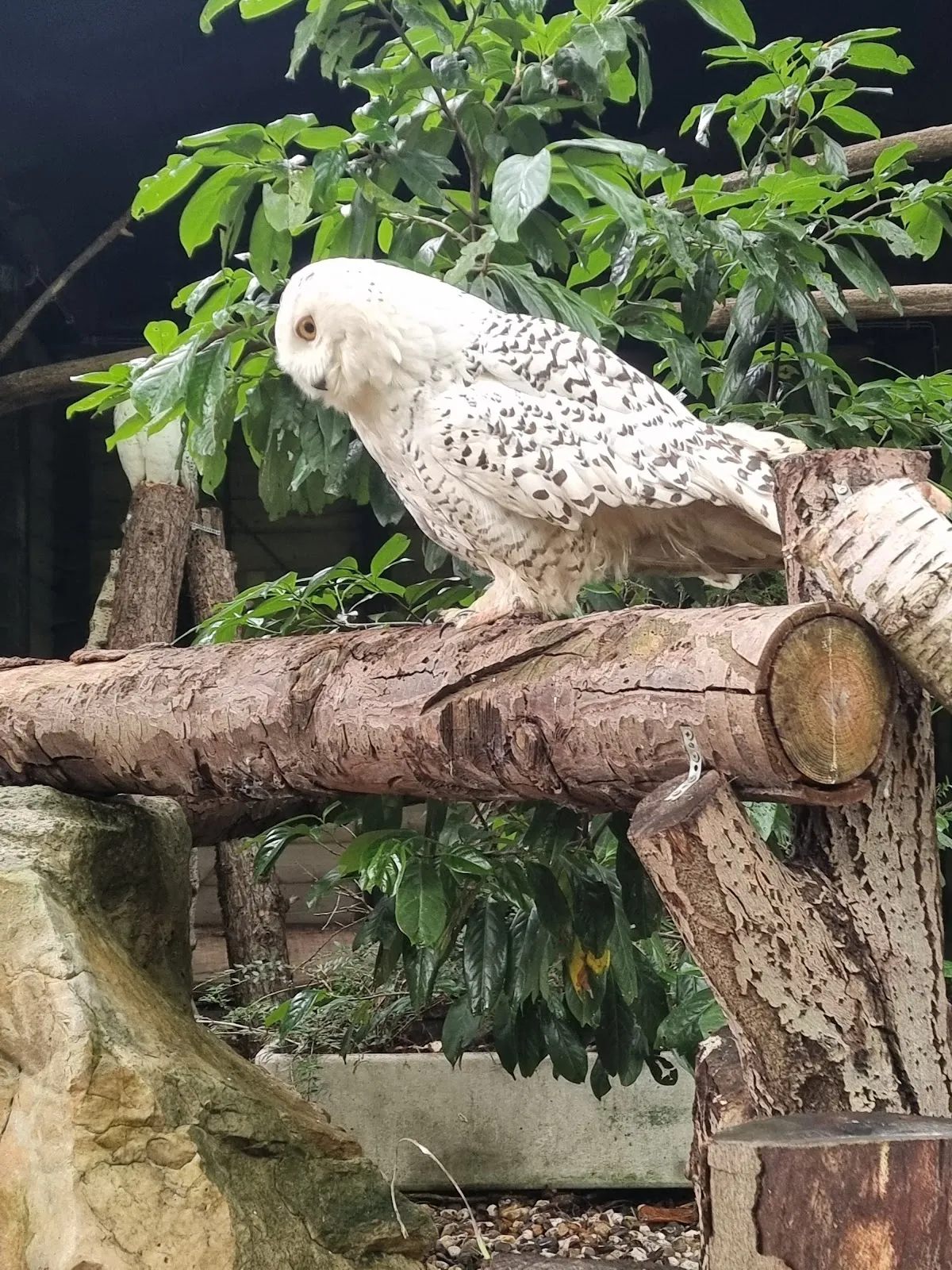 Зеленый Лабиринт в Эссене, Германия, зеленые стены, извилистые тропинки