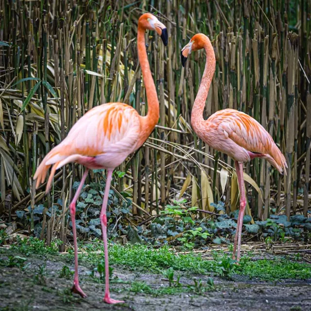 Зеленый Лабиринт в Эссене, Германия, зеленые стены, извилистые тропинки