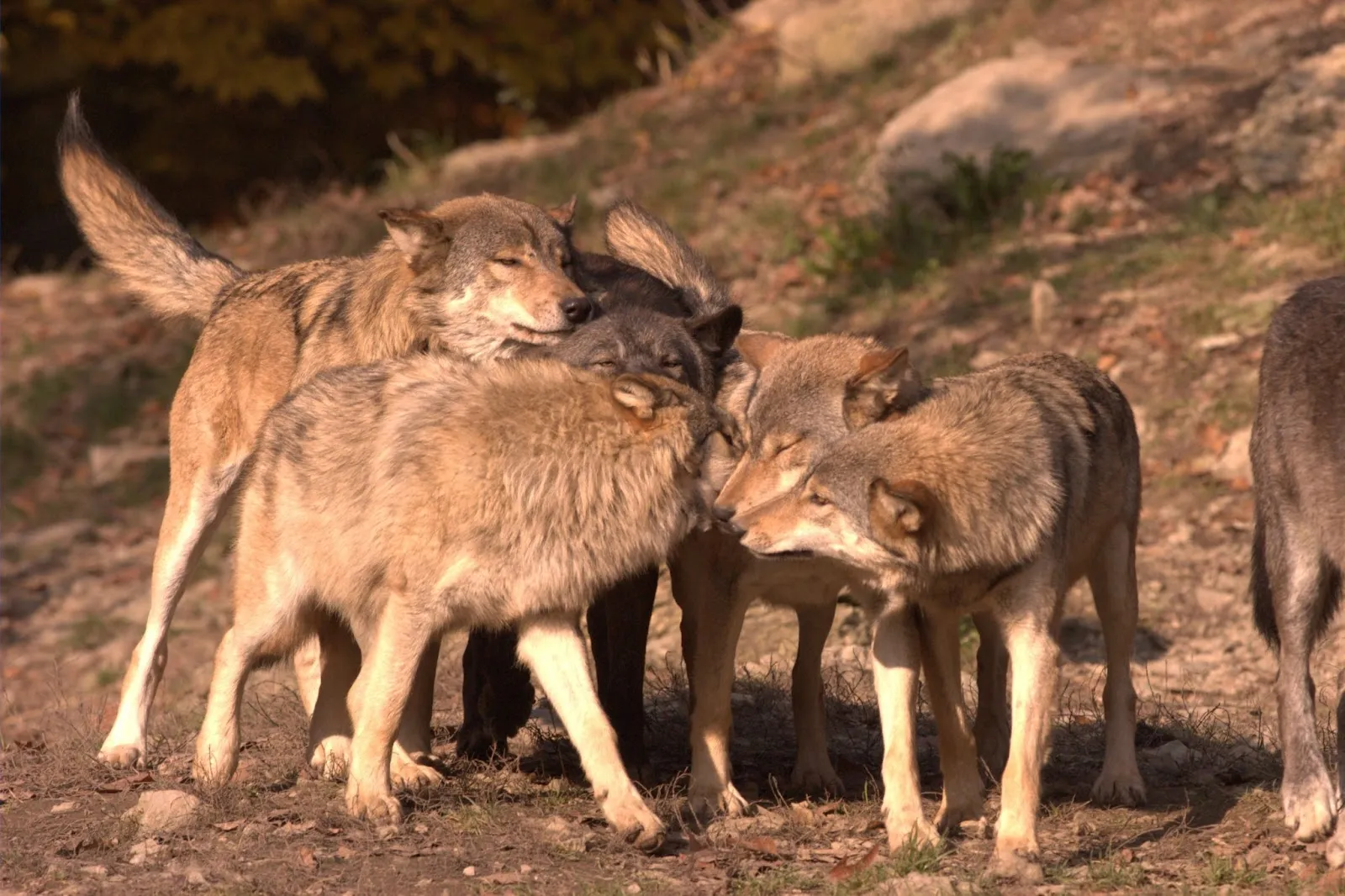 Зеленый зоопарк Бад-Мергентхайм