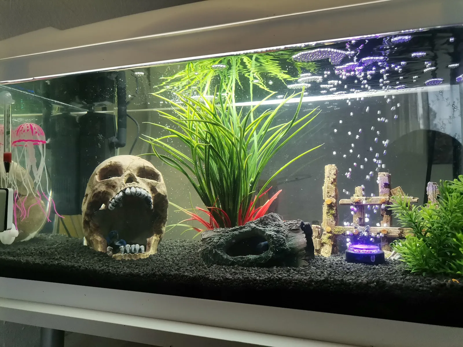 Витрина зоомагазина В. Швекунеке с товарами для животных