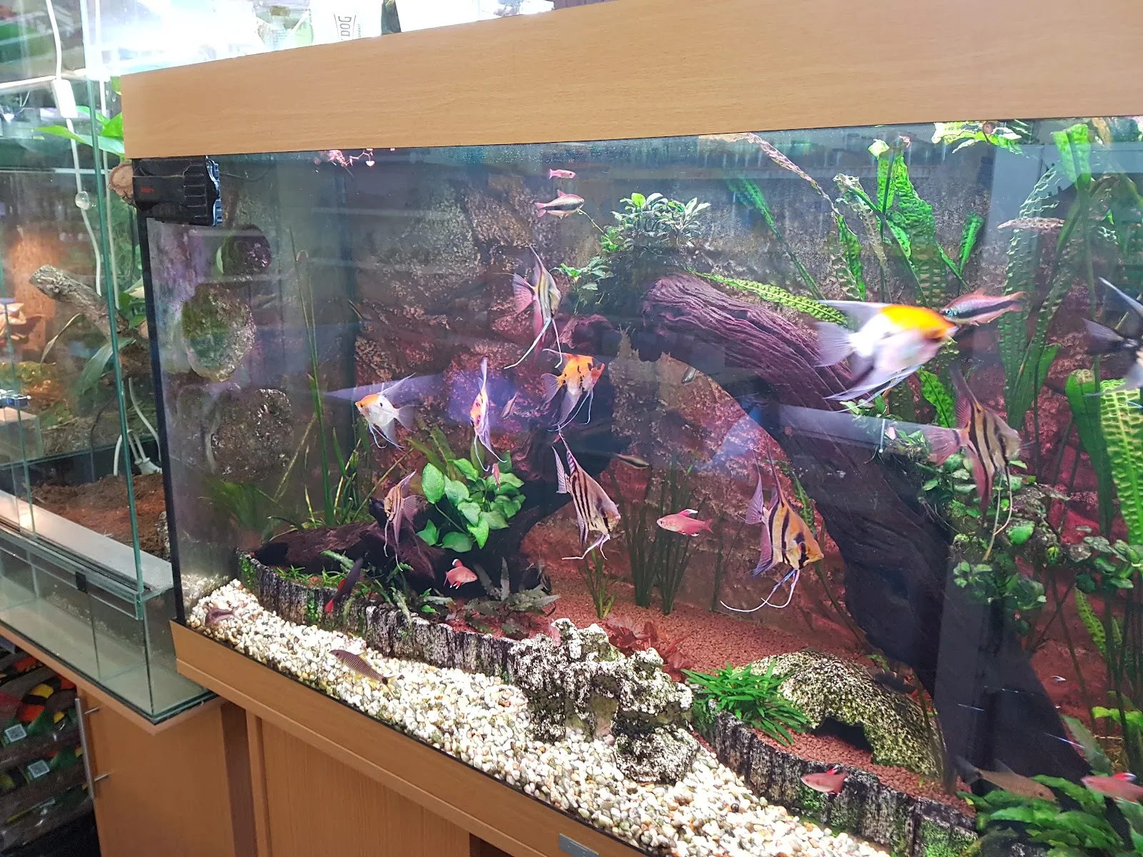 Витрина зоомагазина В. Швекунеке с товарами для животных