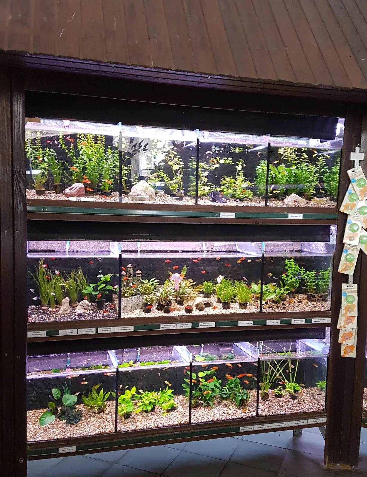 Витрина зоомагазина В. Швекунеке с товарами для животных