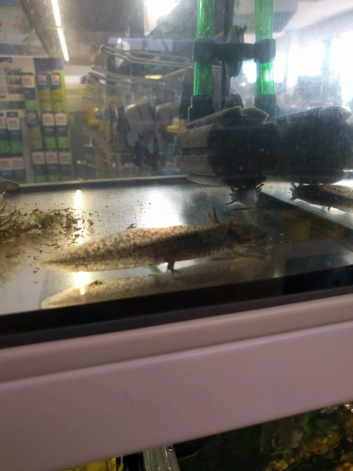 Витрина зоомагазина В. Швекунеке с товарами для животных