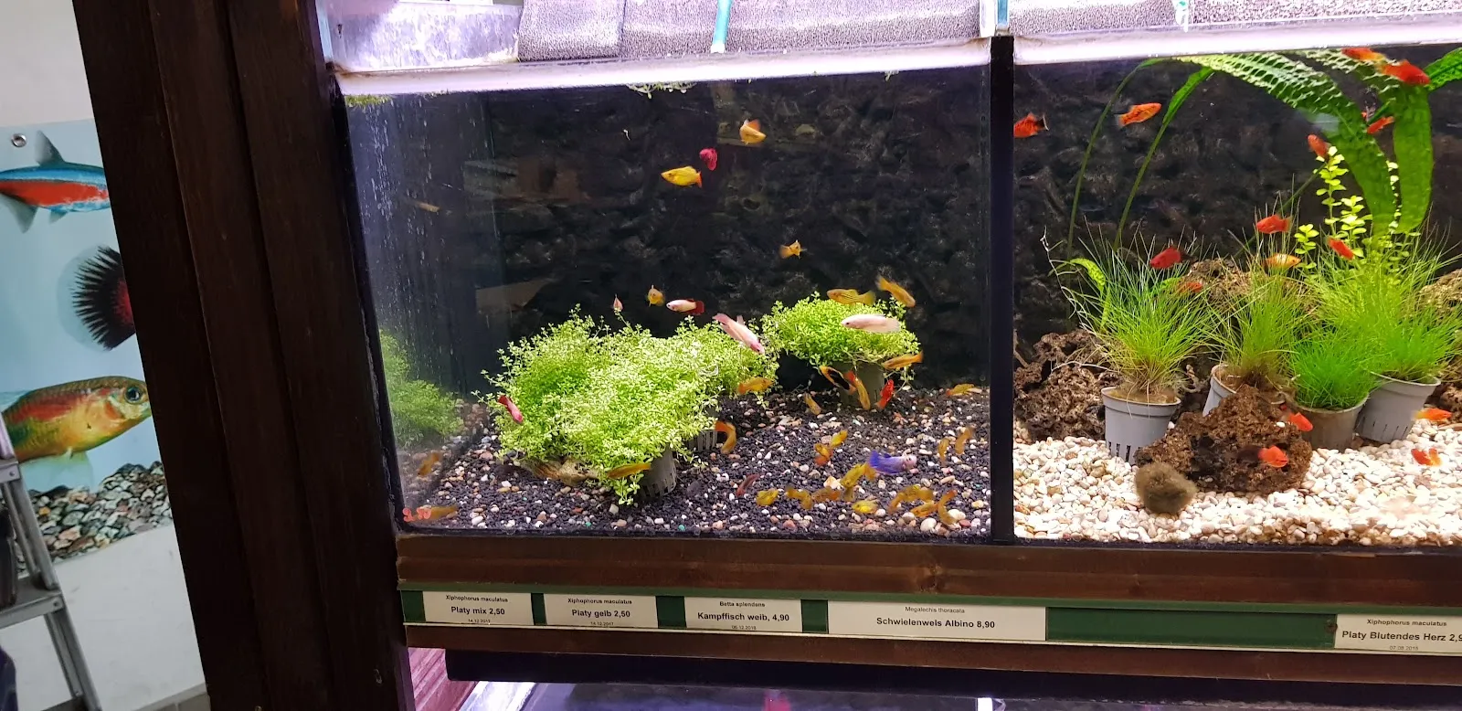 Витрина зоомагазина В. Швекунеке с товарами для животных