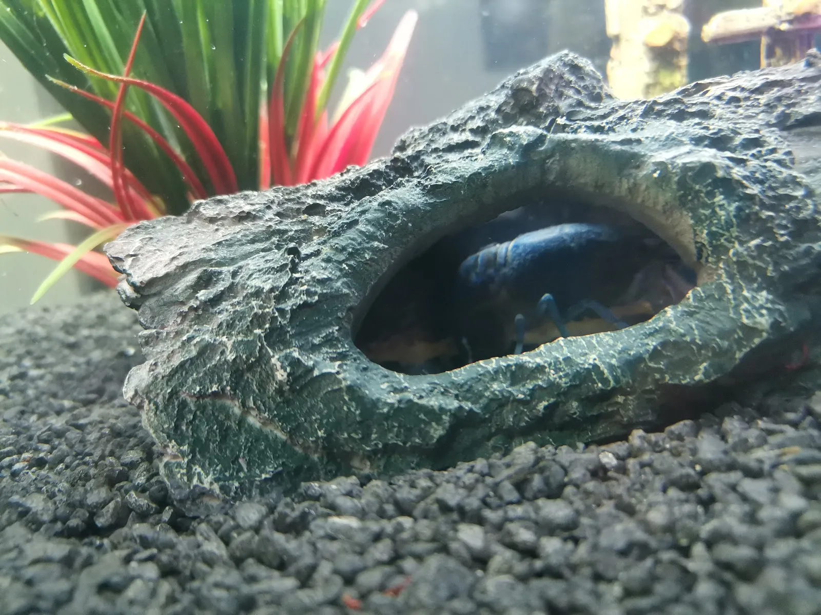 Витрина зоомагазина В. Швекунеке с товарами для животных