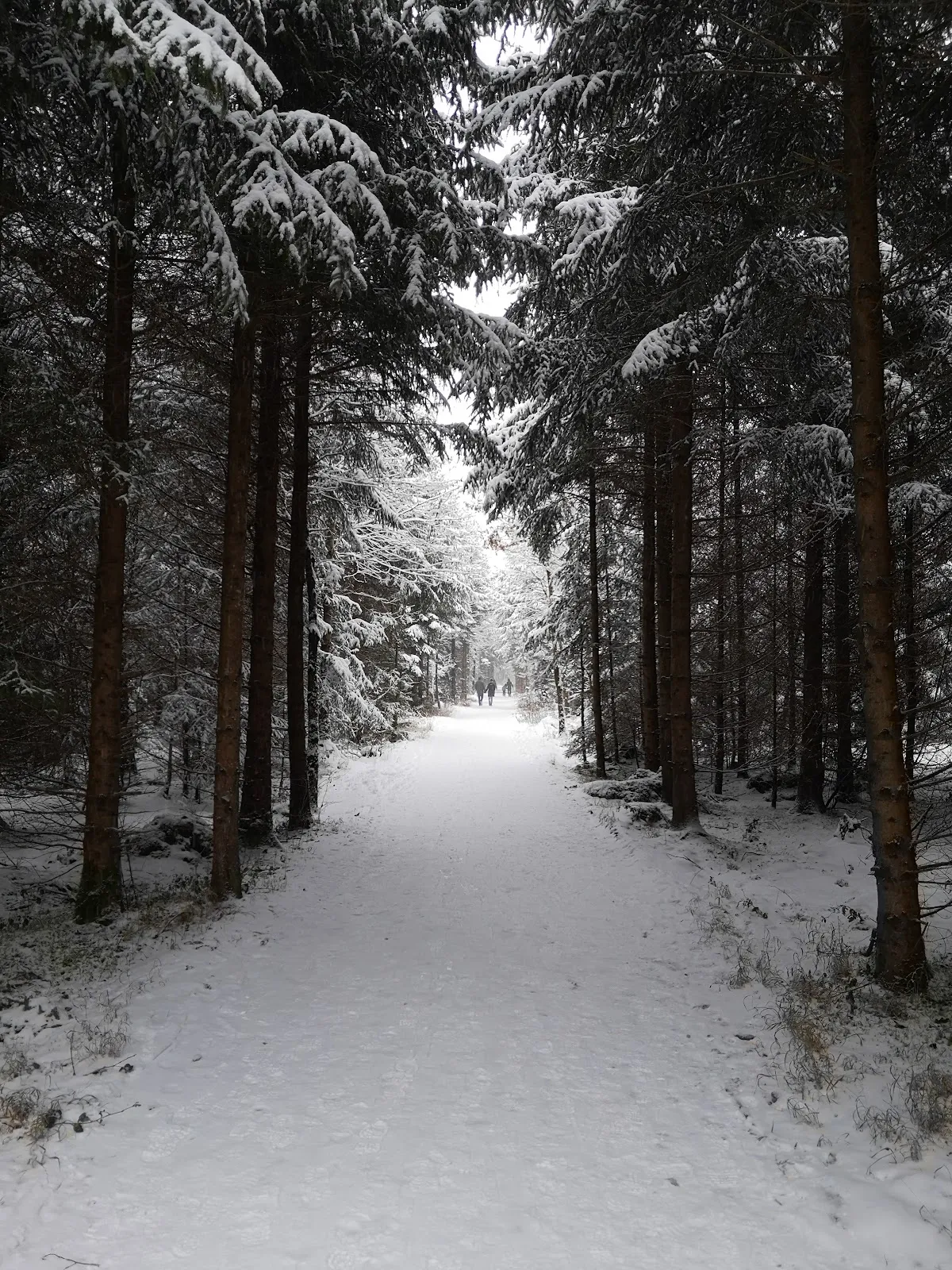 Зоопарк Форстенрид