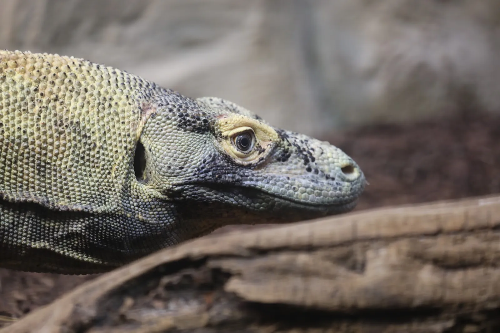 Зоопарк Франкфурта-на-Майне