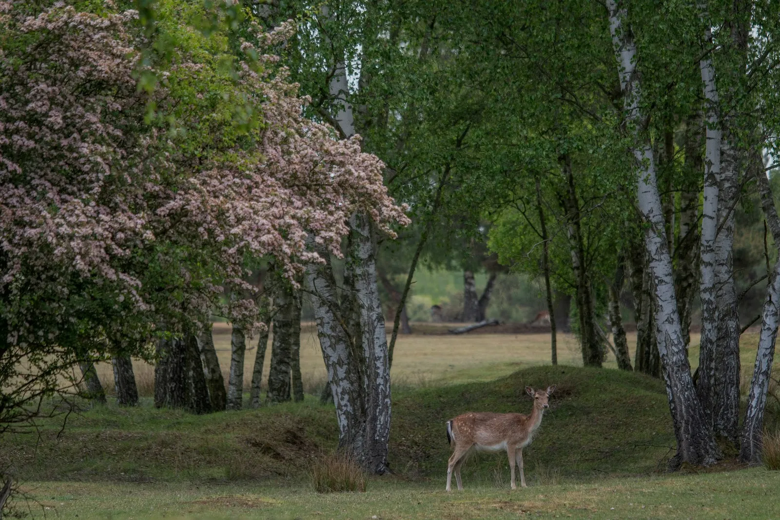 Зоопарк Глауэр Таль