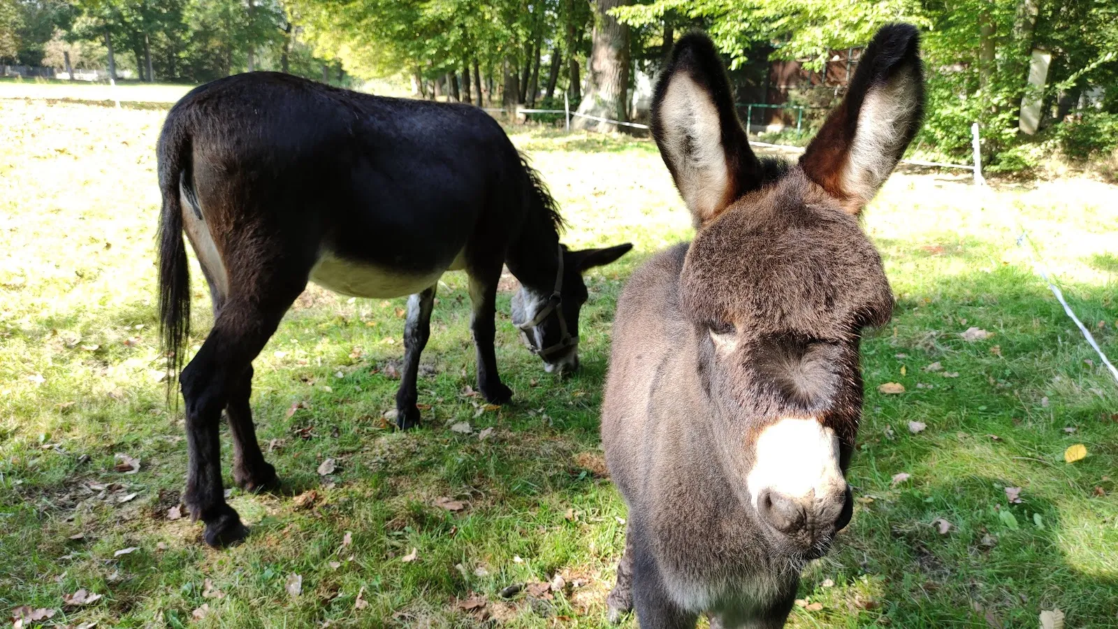 Зоопарк Херцберг