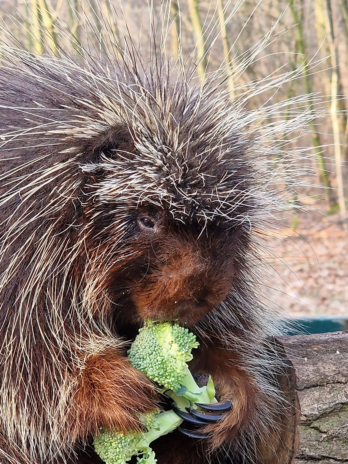 Вход в зоопарк Котбус с указателем