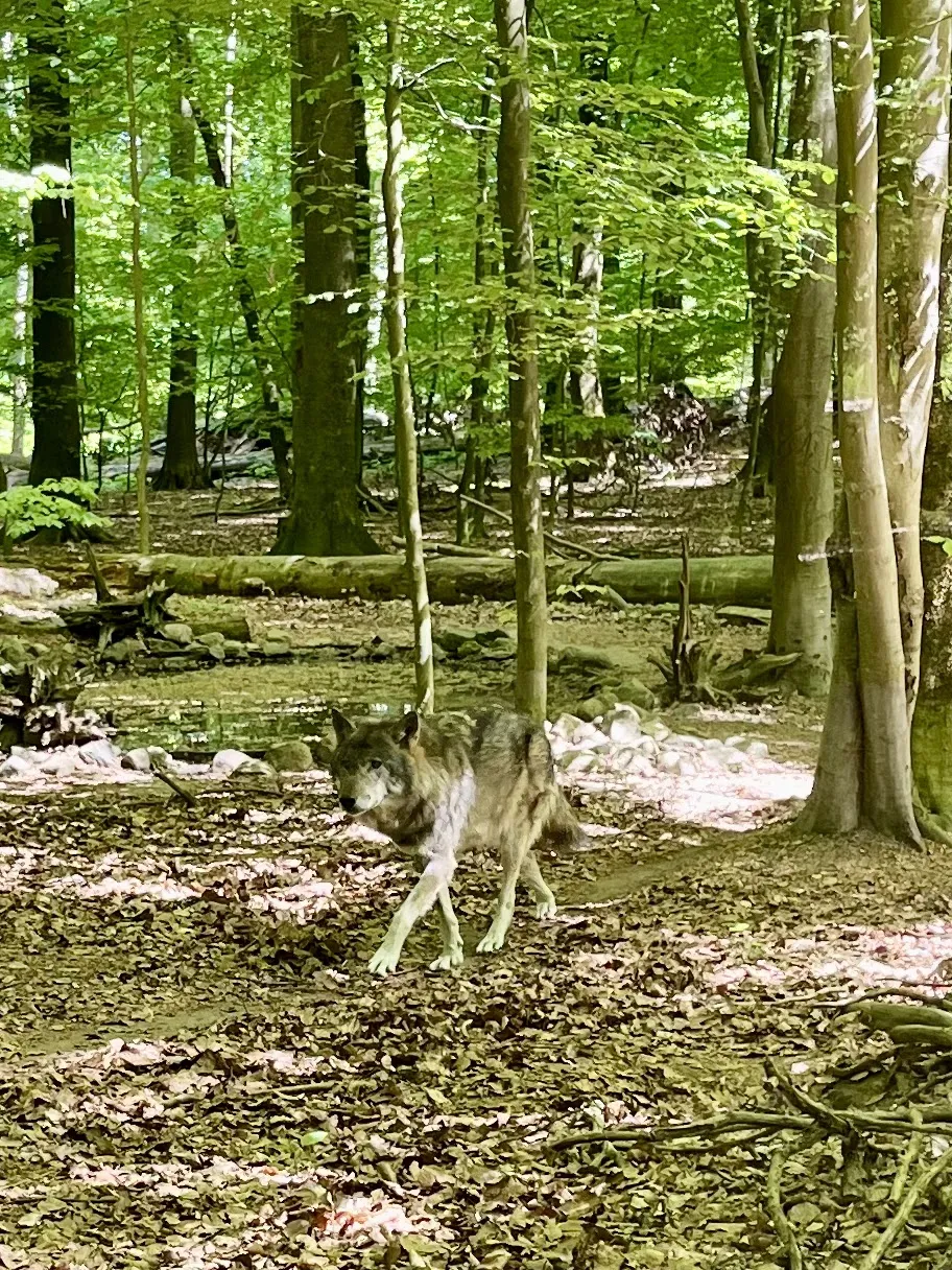 Вход в зоопарк Кунстершпринг