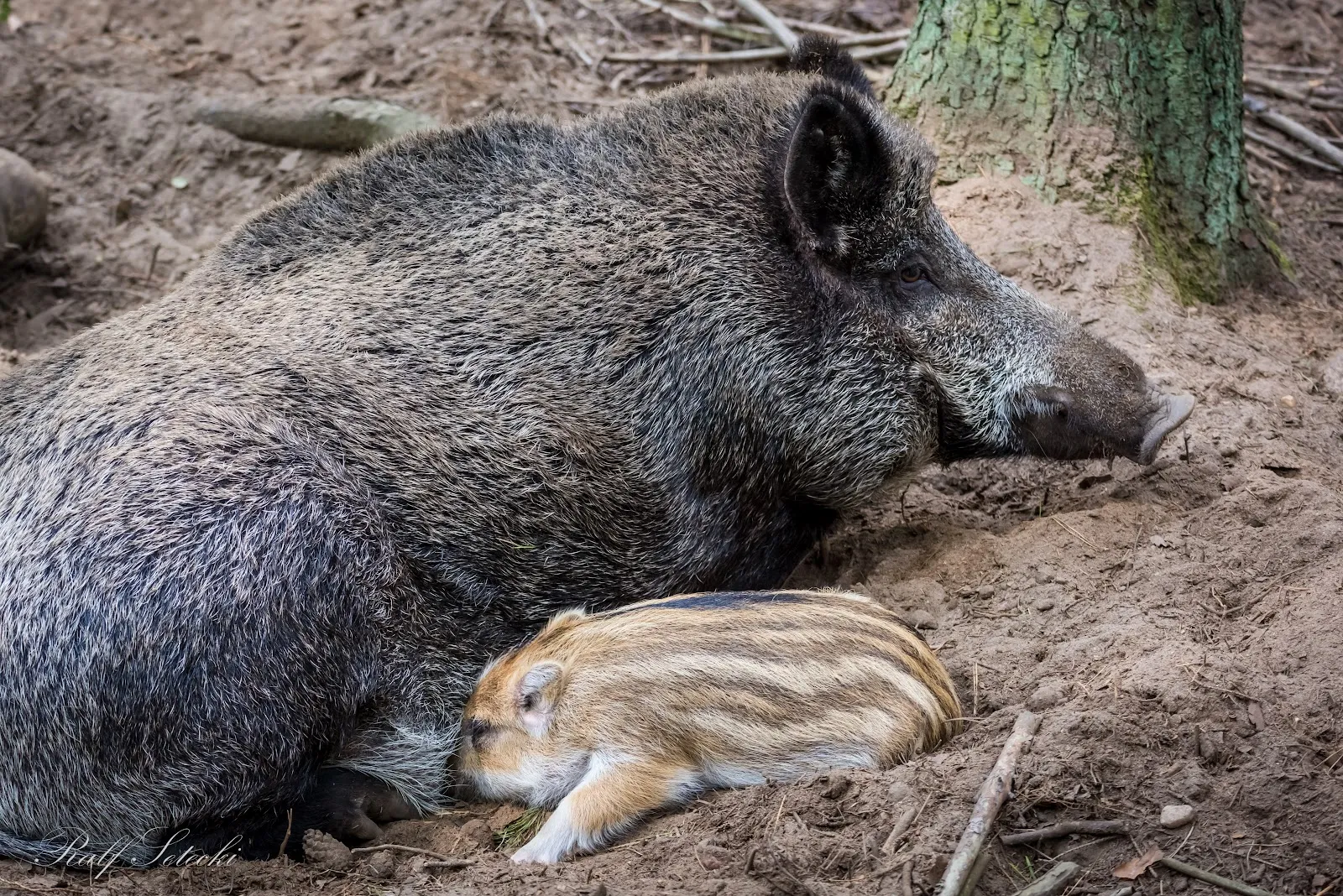 Вход в зоопарк Кунстершпринг