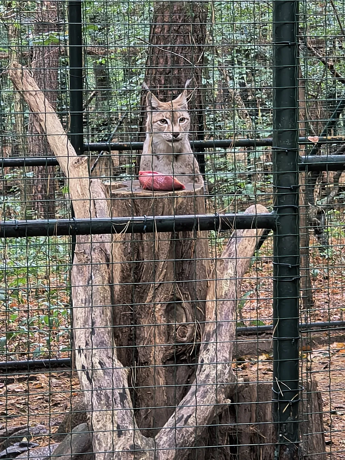 Вход в зоопарк Кунстершпринг