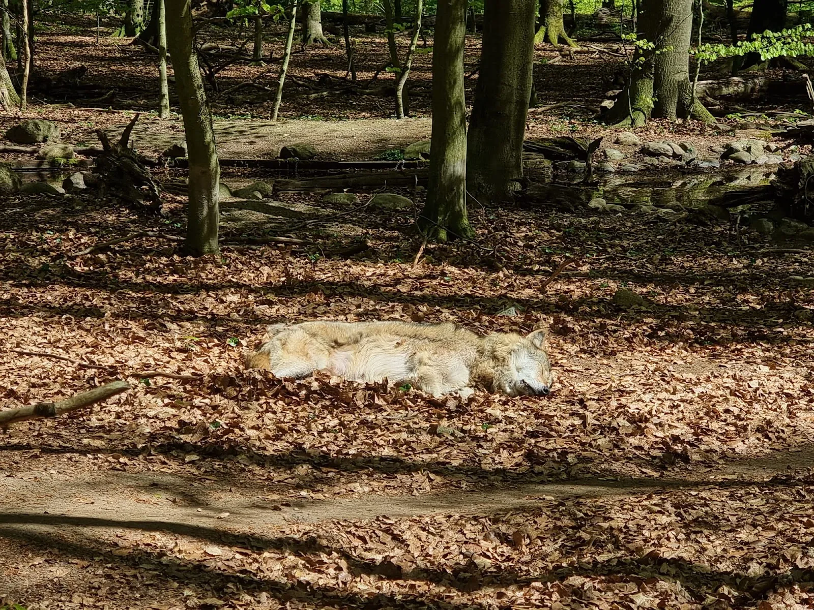 Вход в зоопарк Кунстершпринг