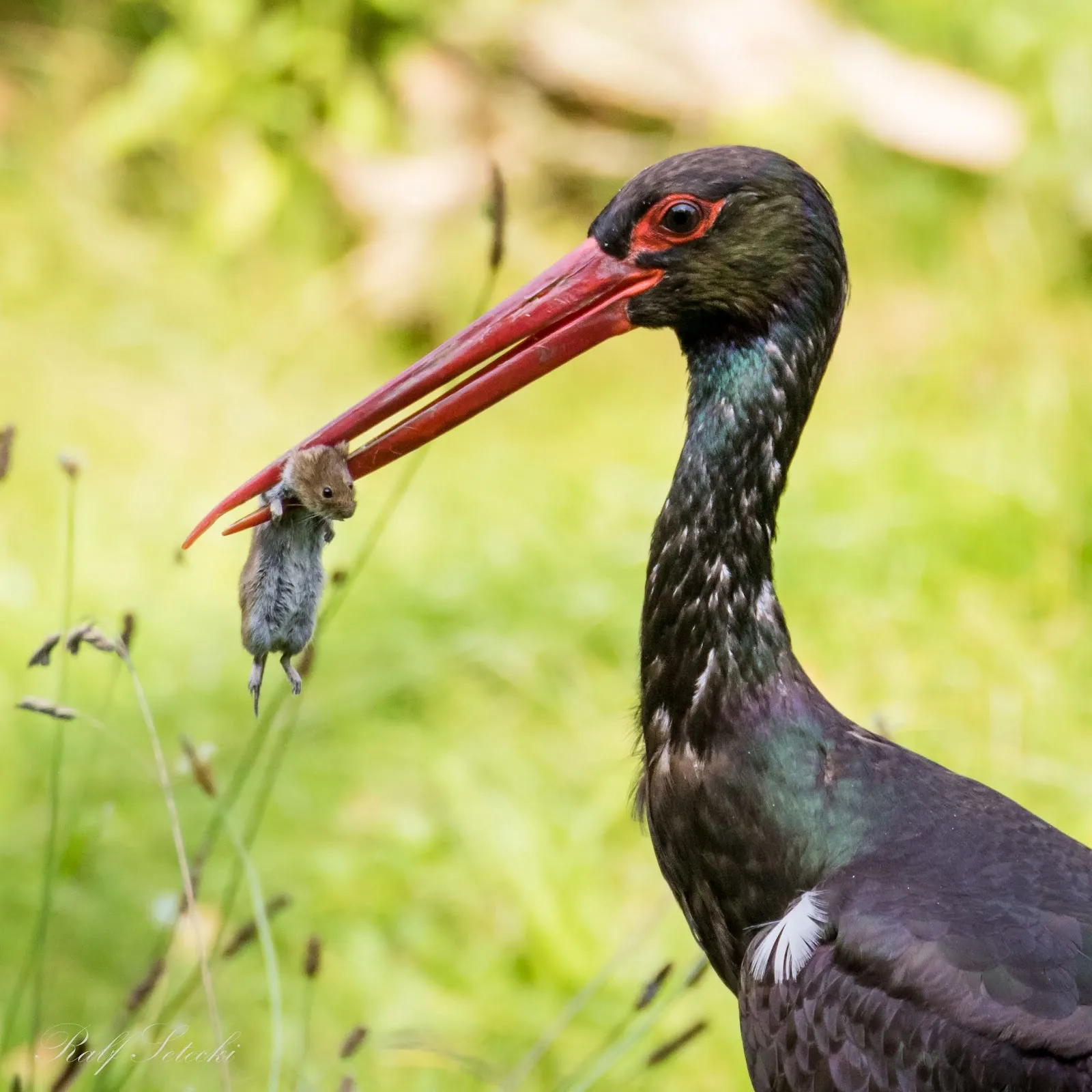 Вход в зоопарк Кунстершпринг