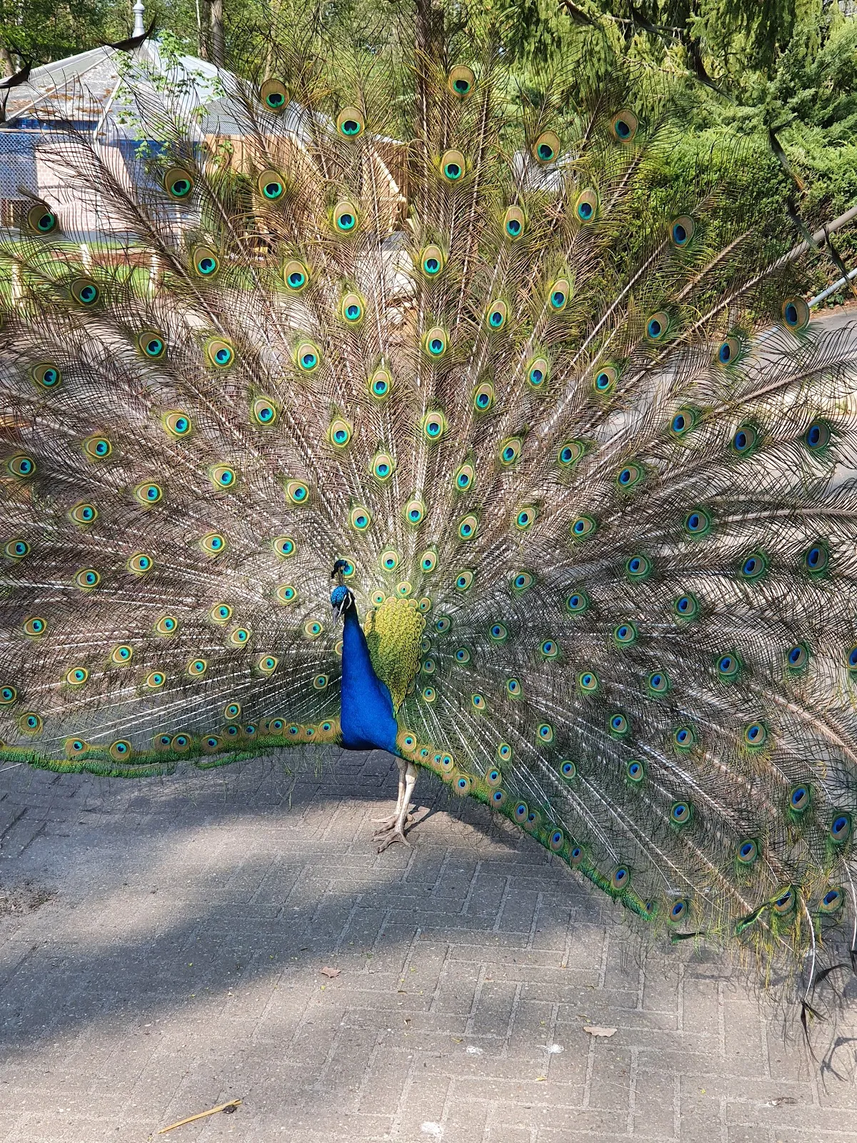 Зоопарк Луккенвальде