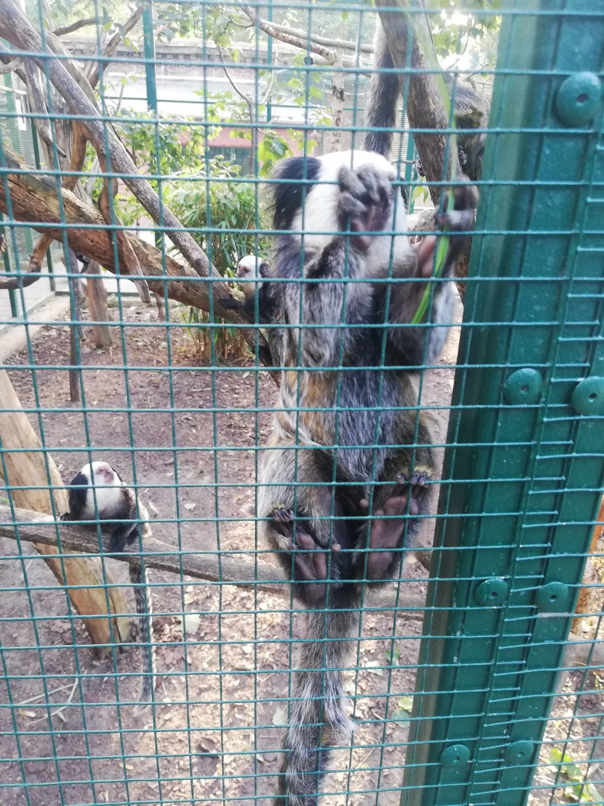 Вид на вольер с животными в зоопарке Лютерштадт-Виттенберг