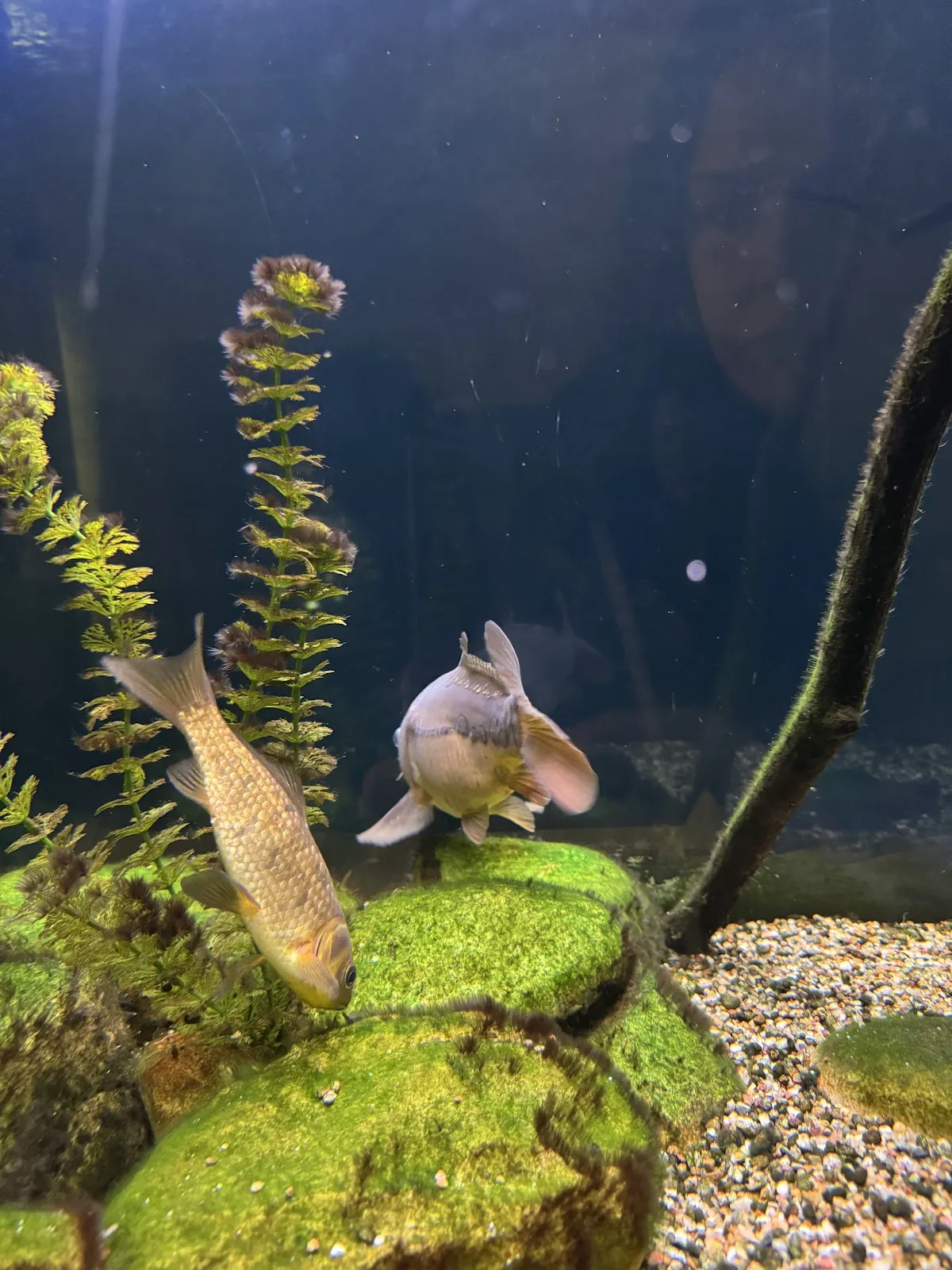 Вид на вольер с животными в зоопарке Лютерштадт-Виттенберг