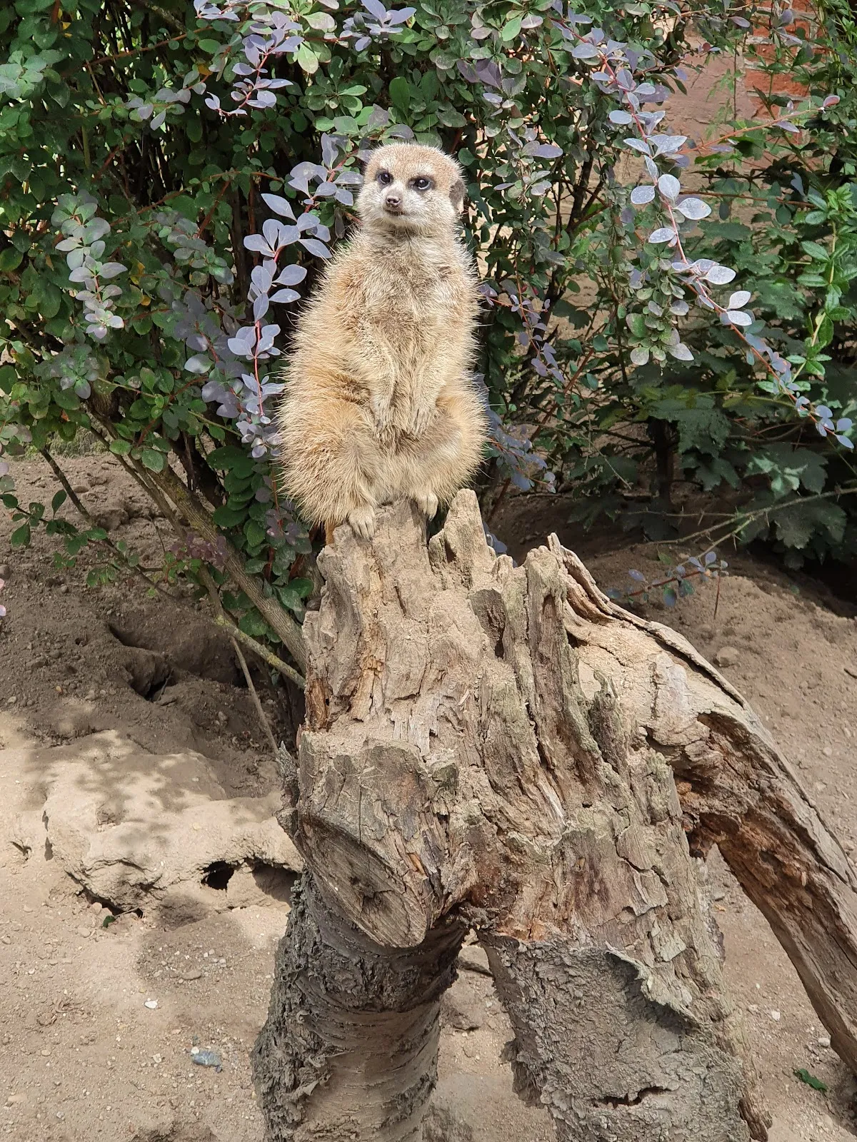 Вид на вольер с животными в зоопарке Лютерштадт-Виттенберг