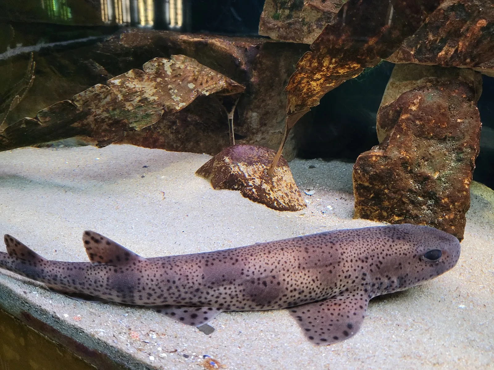 Вид на вольер с животными в зоопарке Лютерштадт-Виттенберг