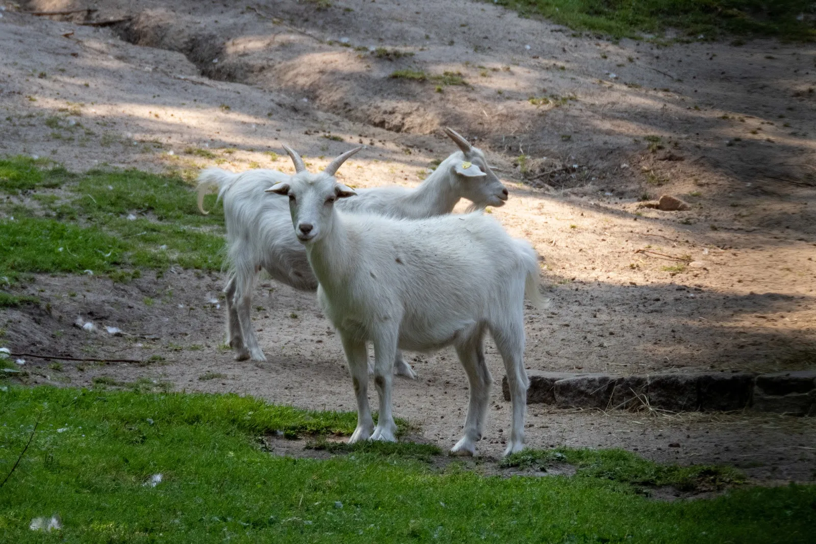 Зоопарк Нойкёльн