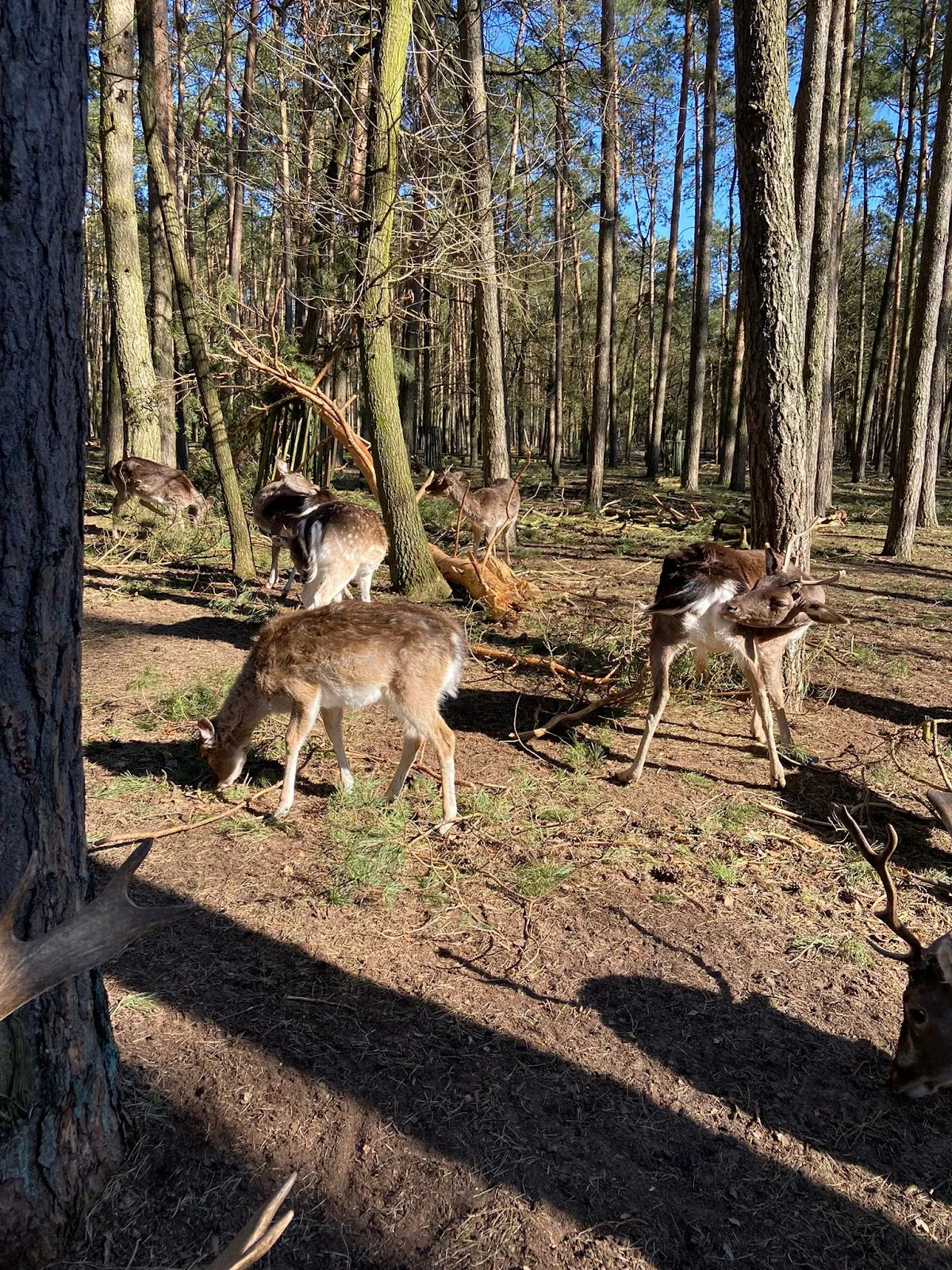 Экзотические животные в зоопарке Перлеберг