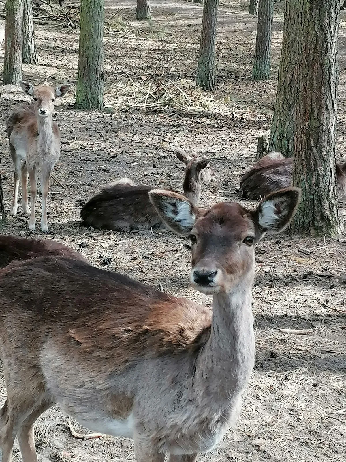 Экзотические животные в зоопарке Перлеберг